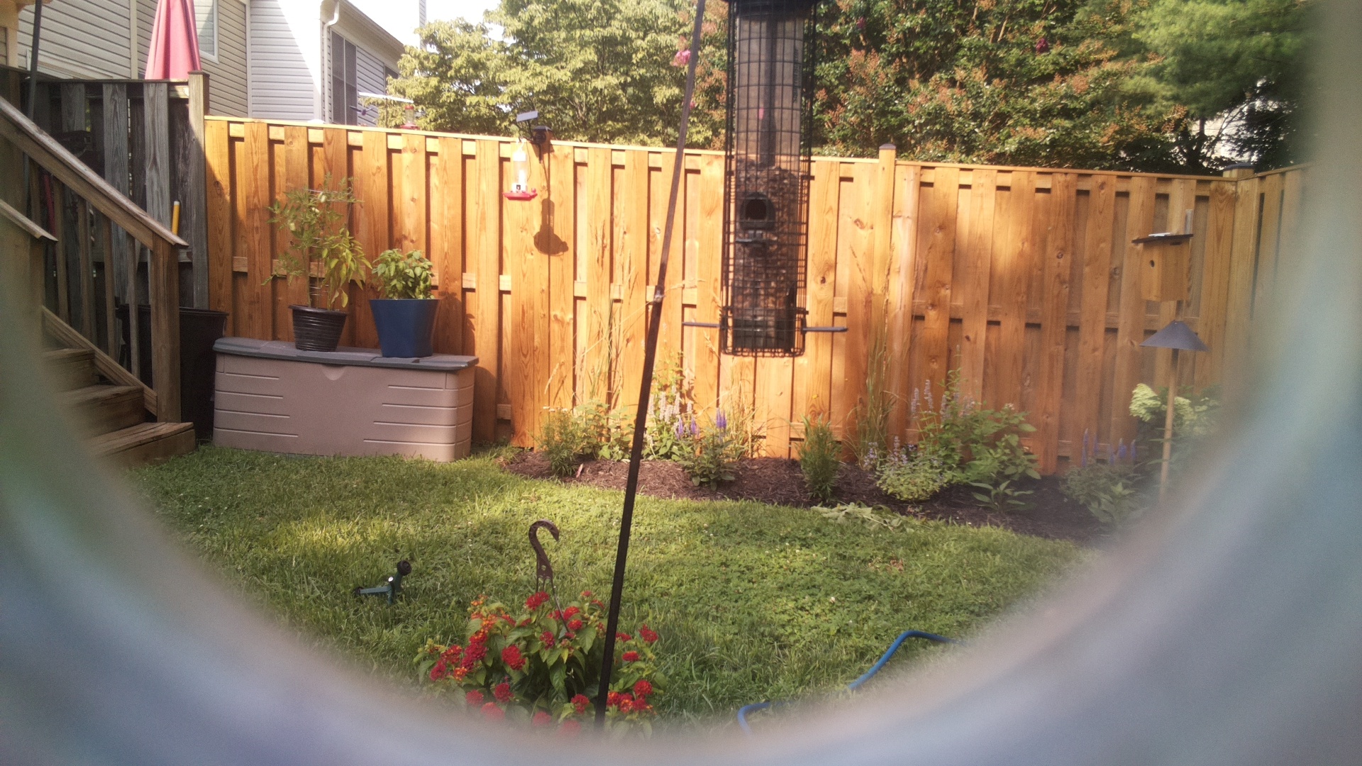 Likely Blackbird/Grackle