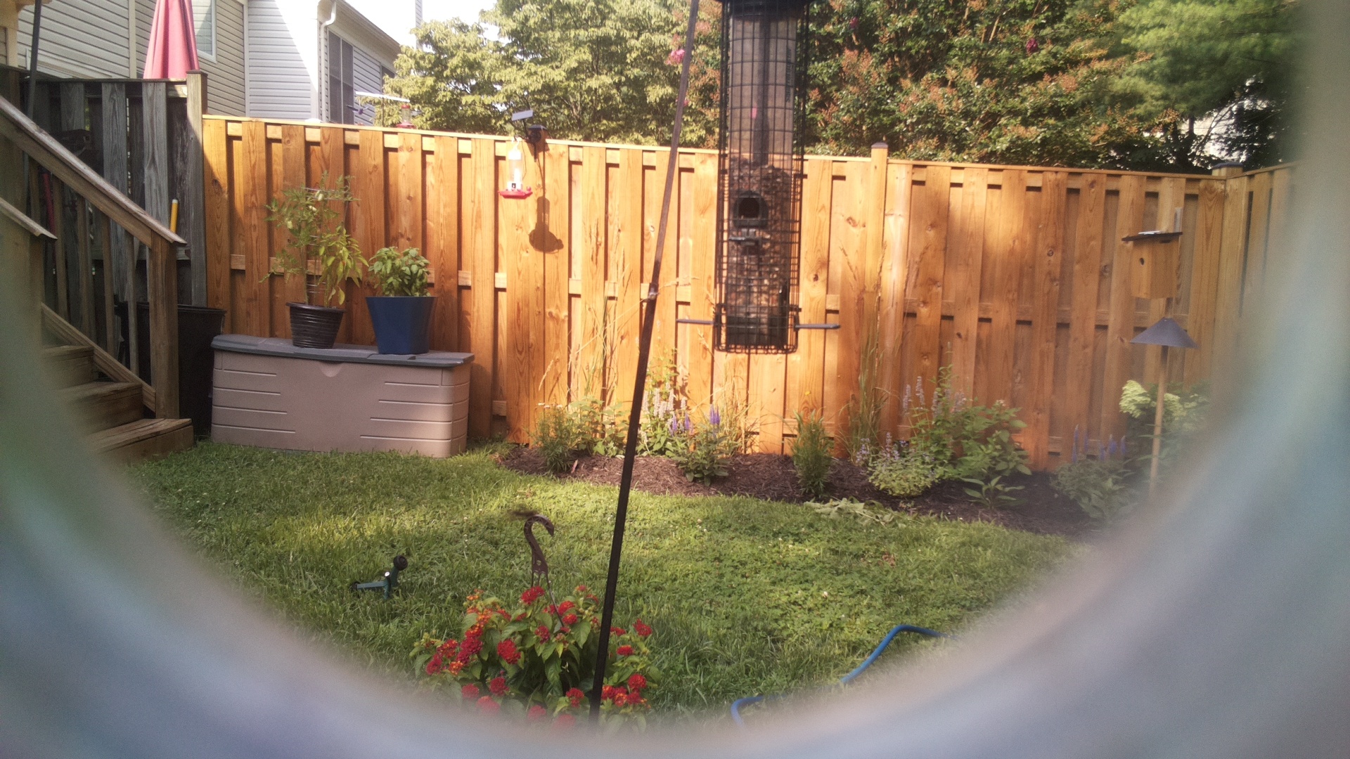 Likely Blackbird/Grackle