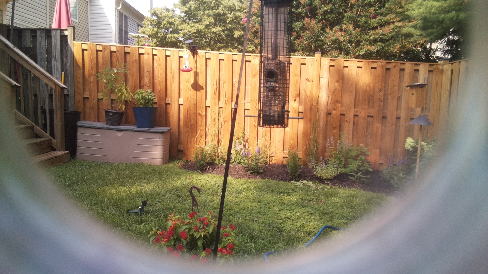 Likely Blackbird/Grackle