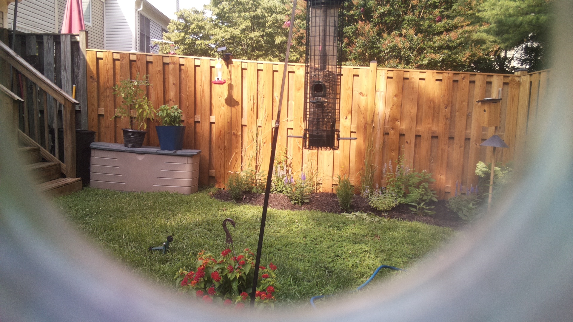 Likely Blackbird/Grackle