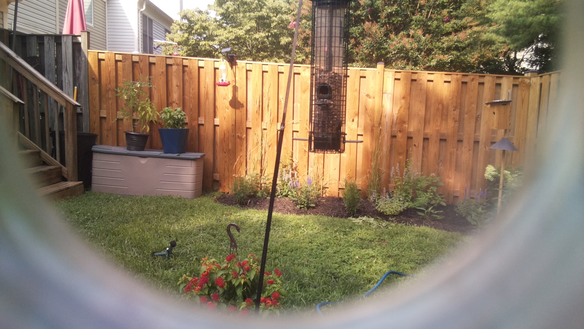 Likely Blackbird/Grackle