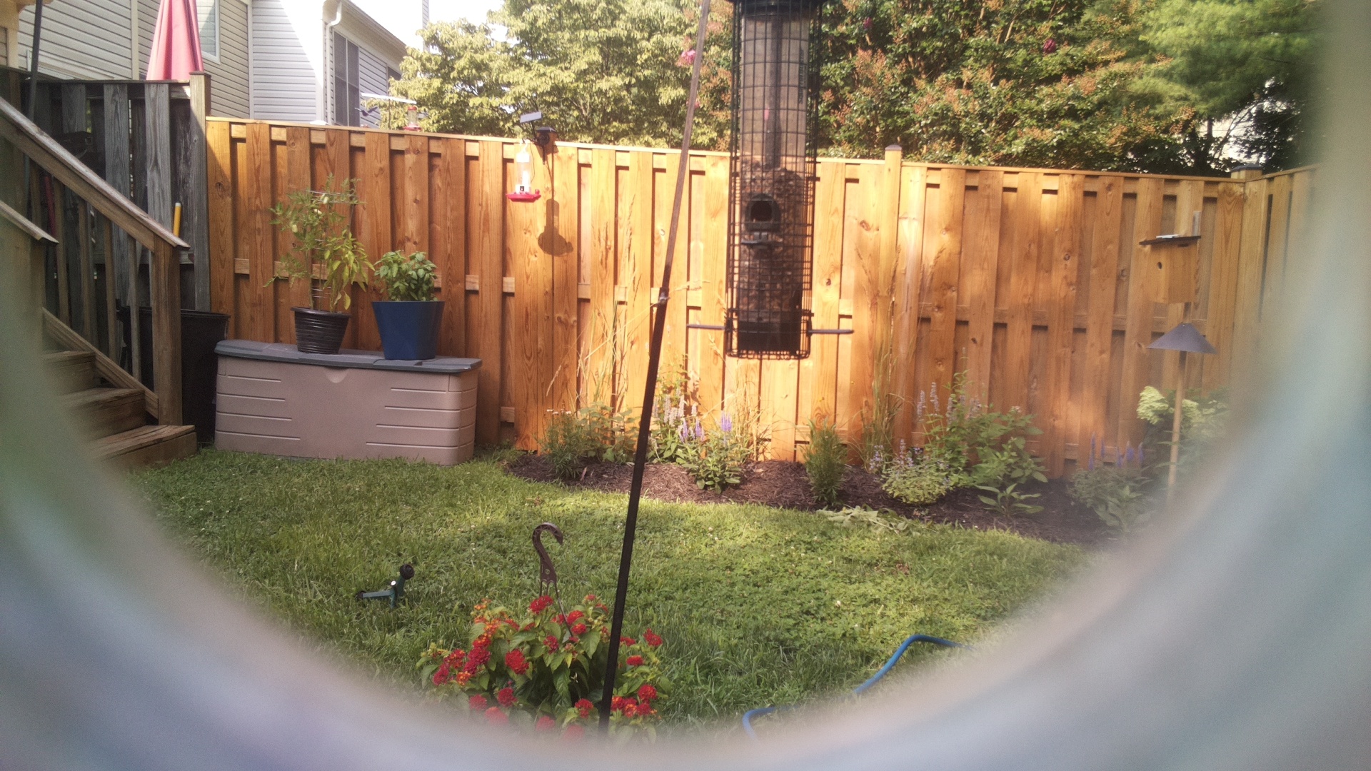 Likely Blackbird/Grackle
