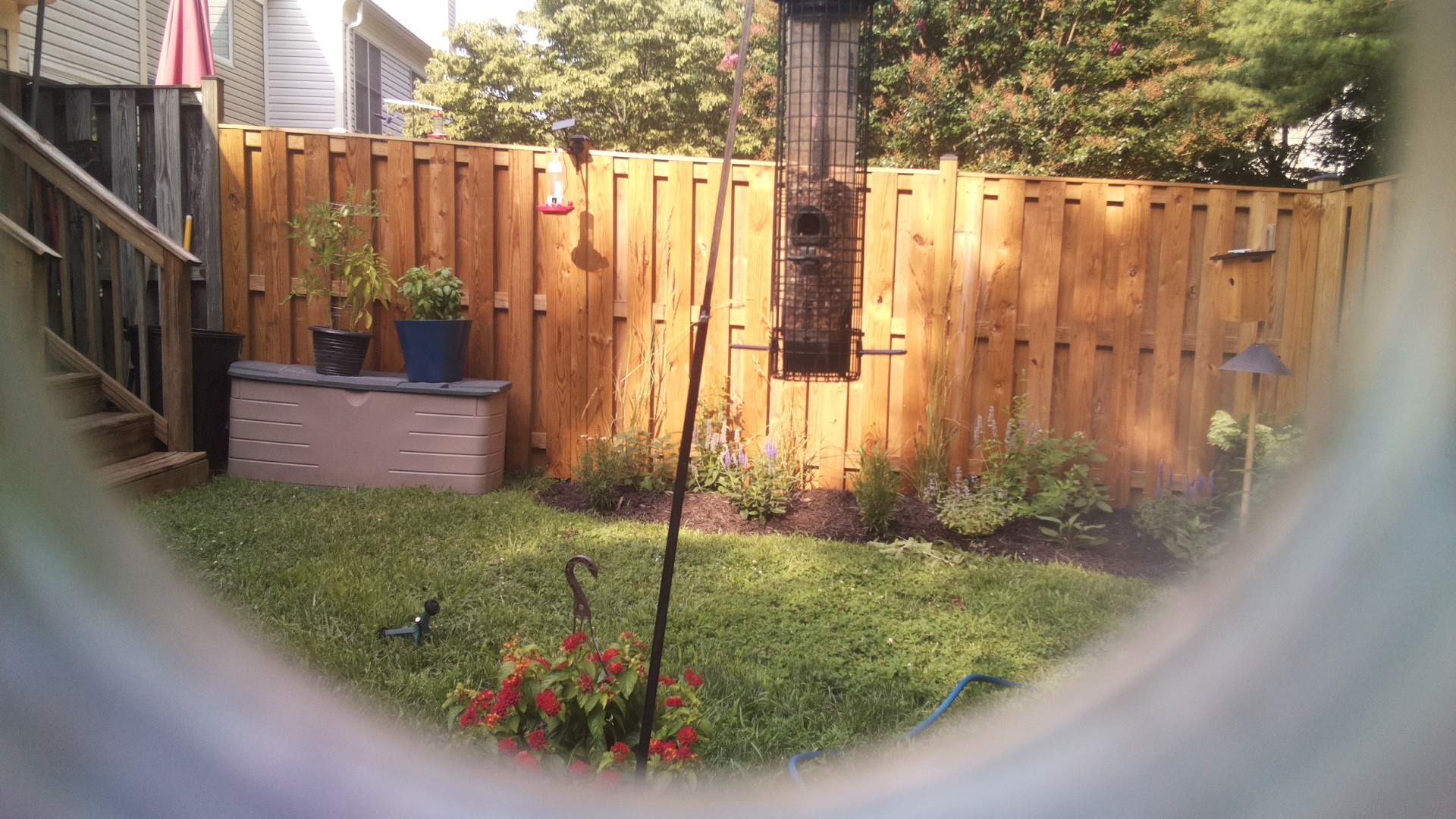 Likely Blackbird/Grackle