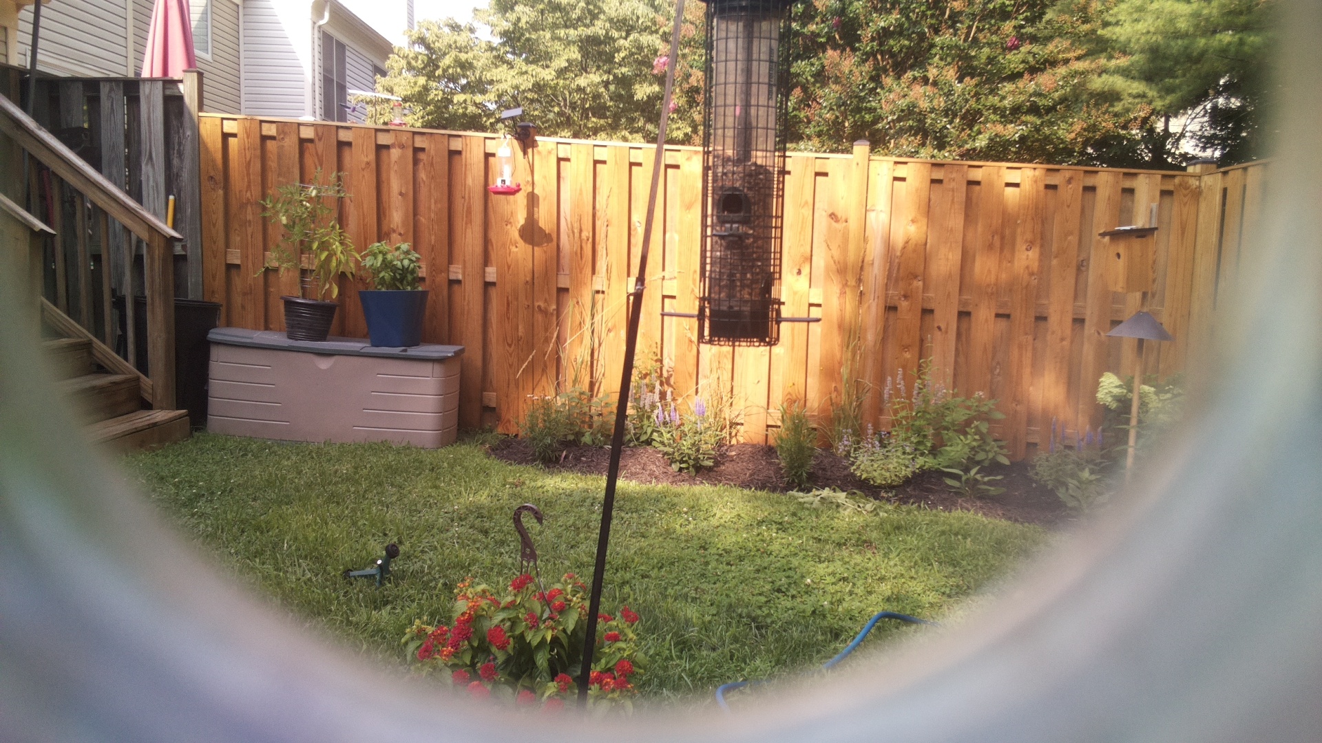 Likely Blackbird/Grackle