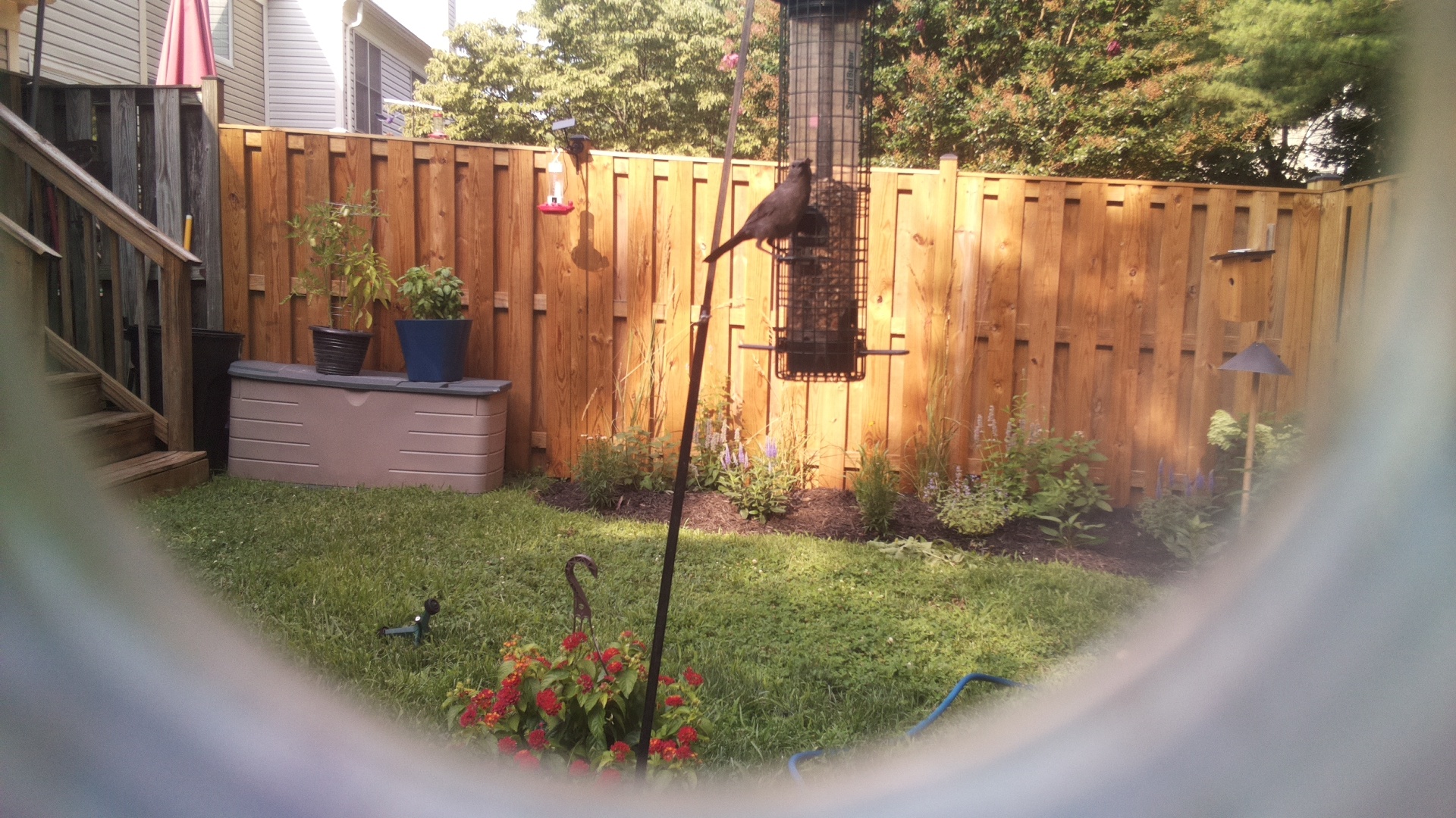 Brown-headed Cowbird