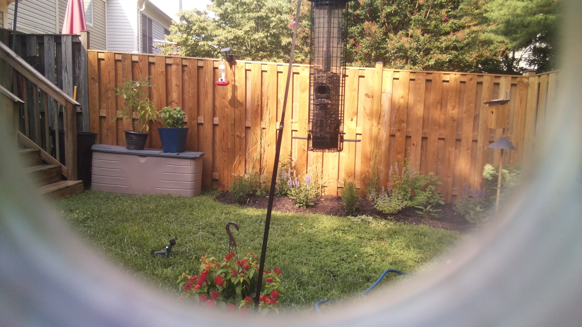 Likely Blackbird/Grackle