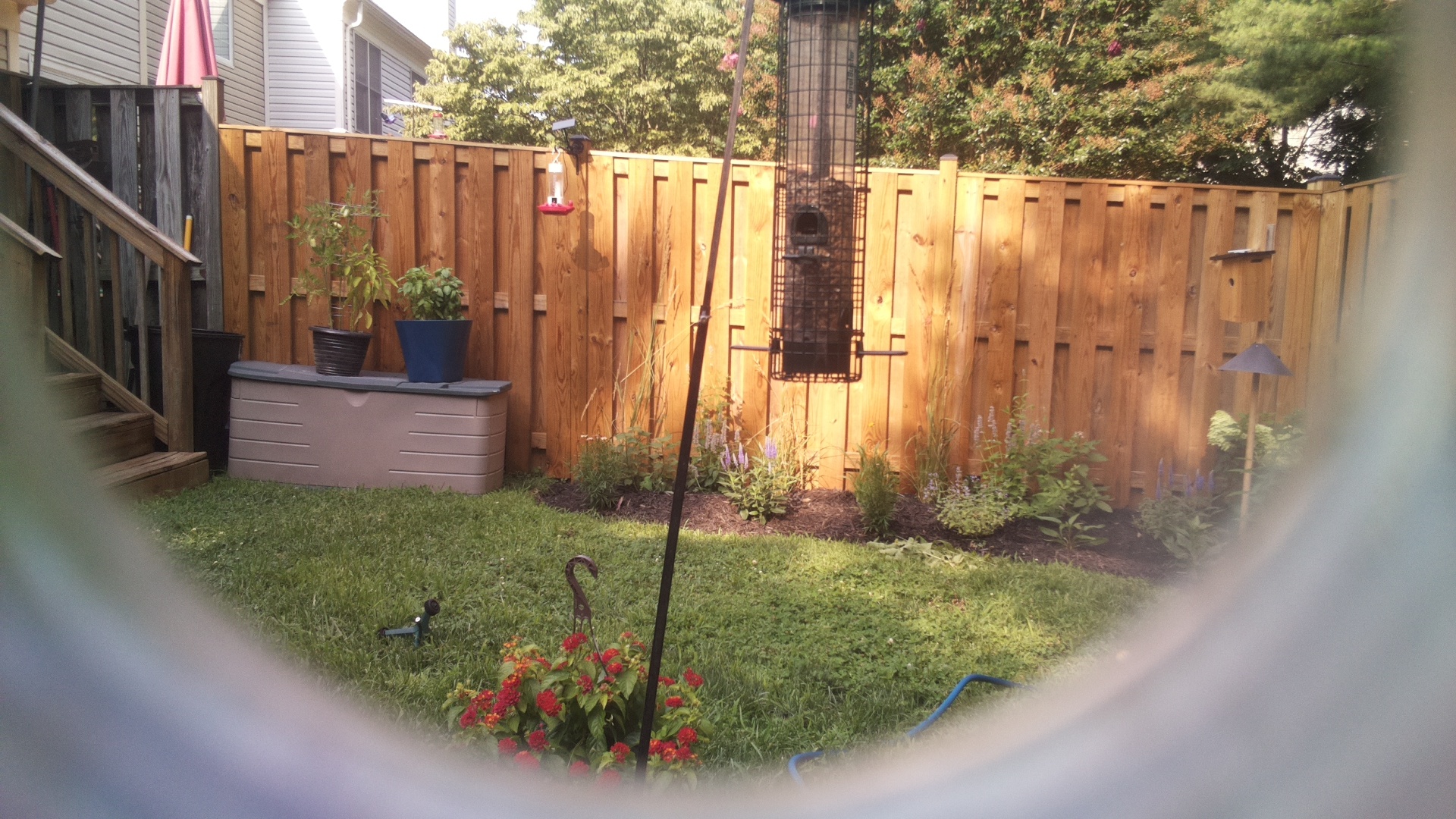 Likely Blackbird/Grackle