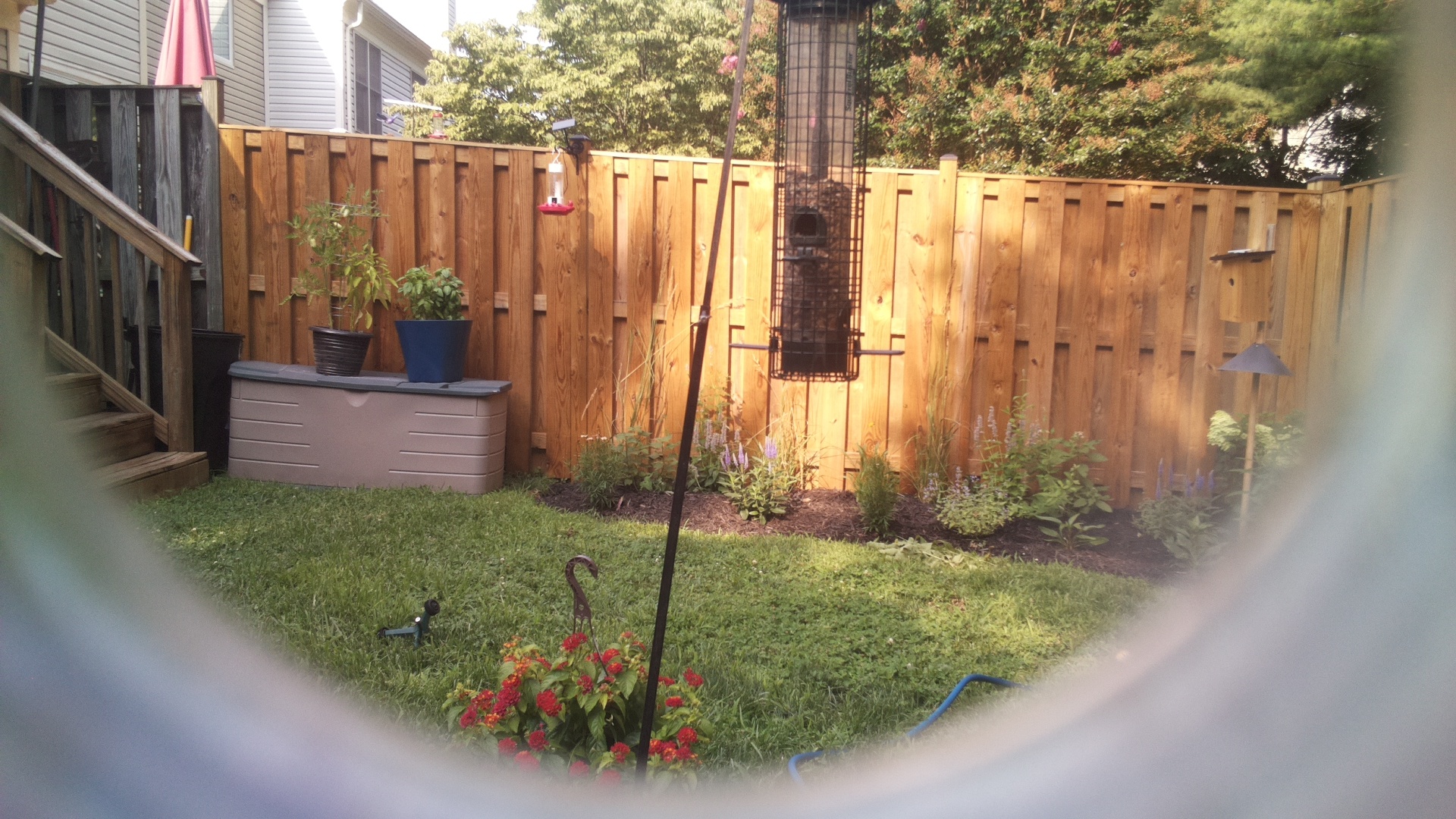 Likely Blackbird/Grackle