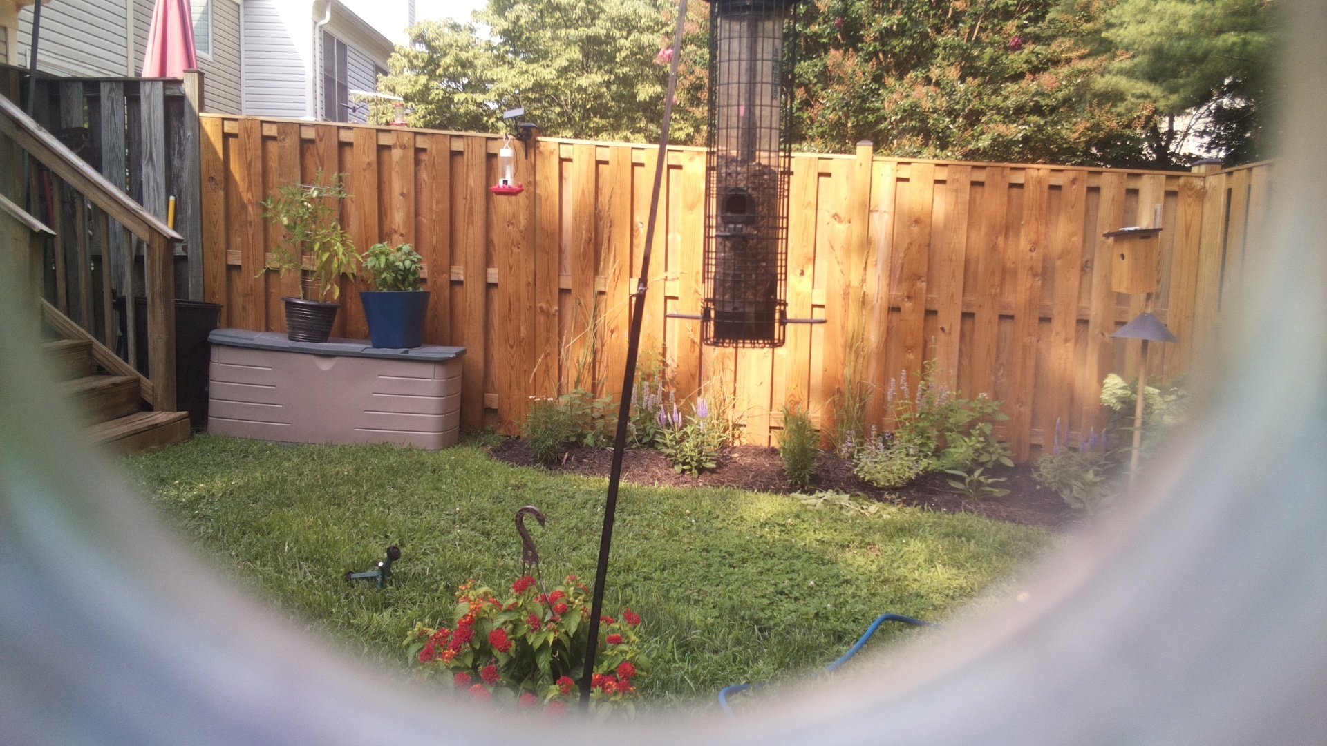Likely Blackbird/Grackle