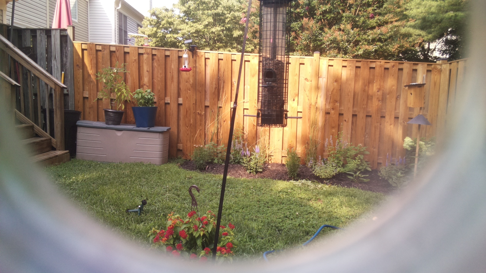 Likely Blackbird/Grackle