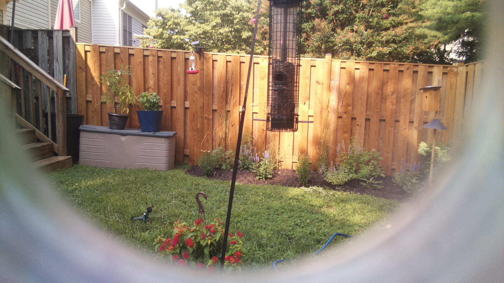 Likely Blackbird/Grackle
