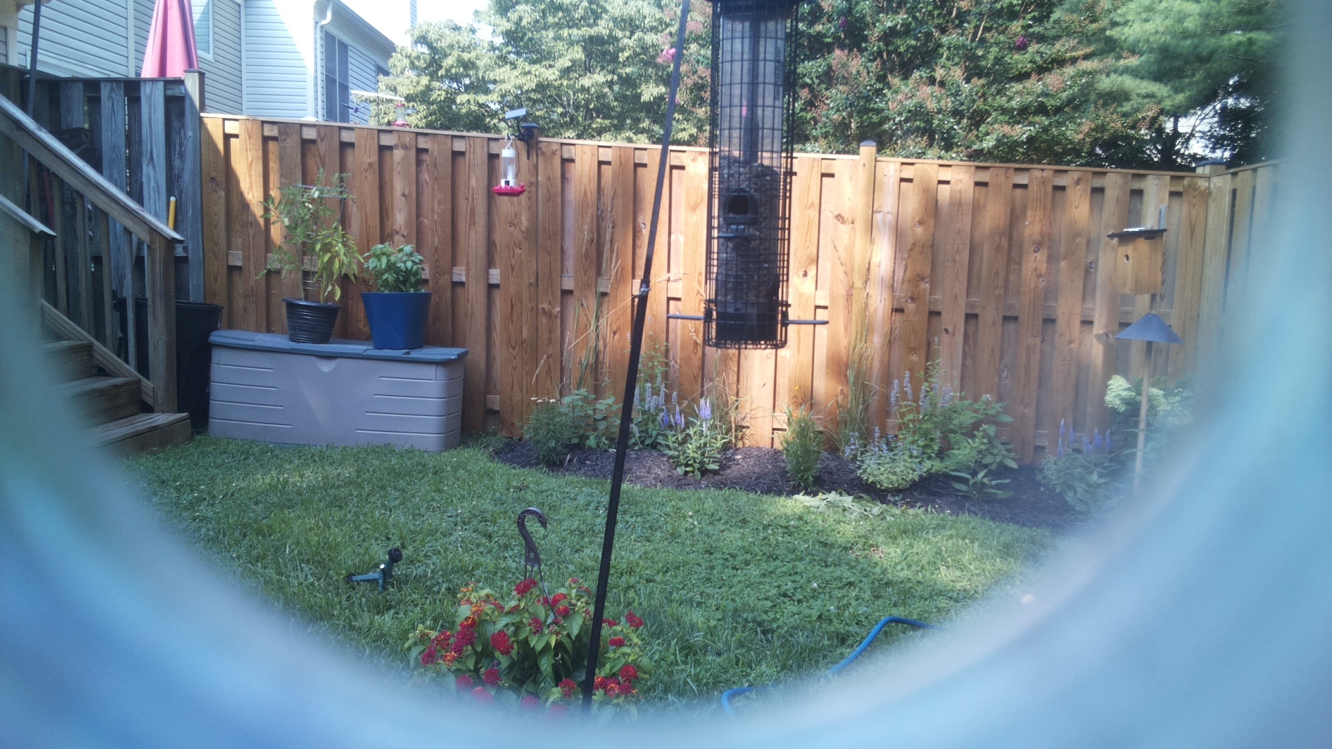 Common Grackle