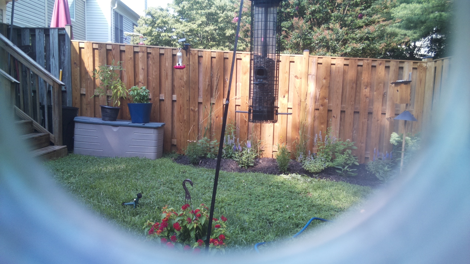 Likely Blackbird/Grackle