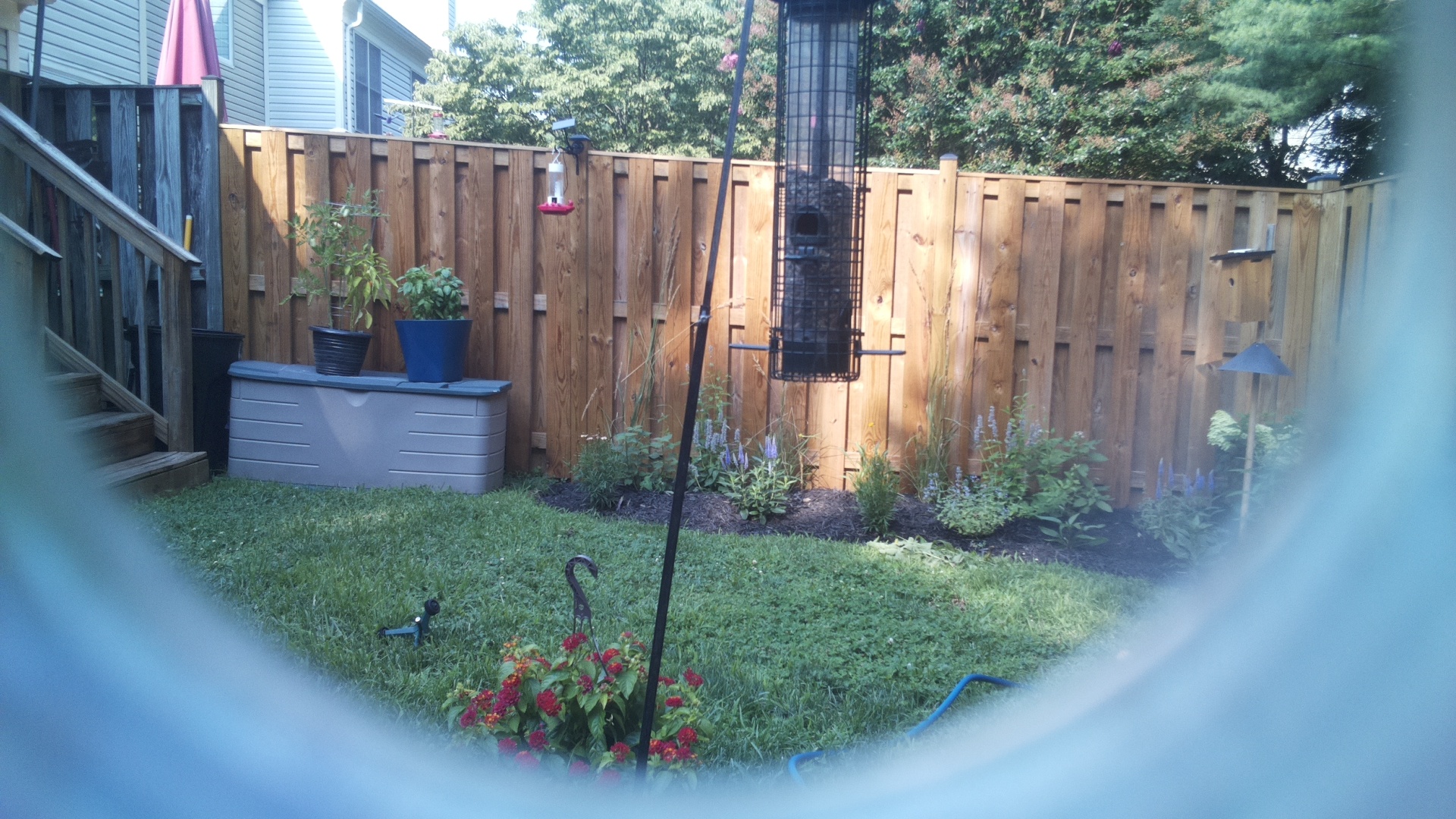 Likely Blackbird/Grackle