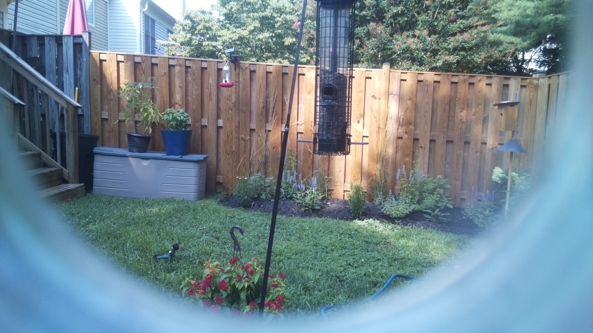 Likely Blackbird/Grackle