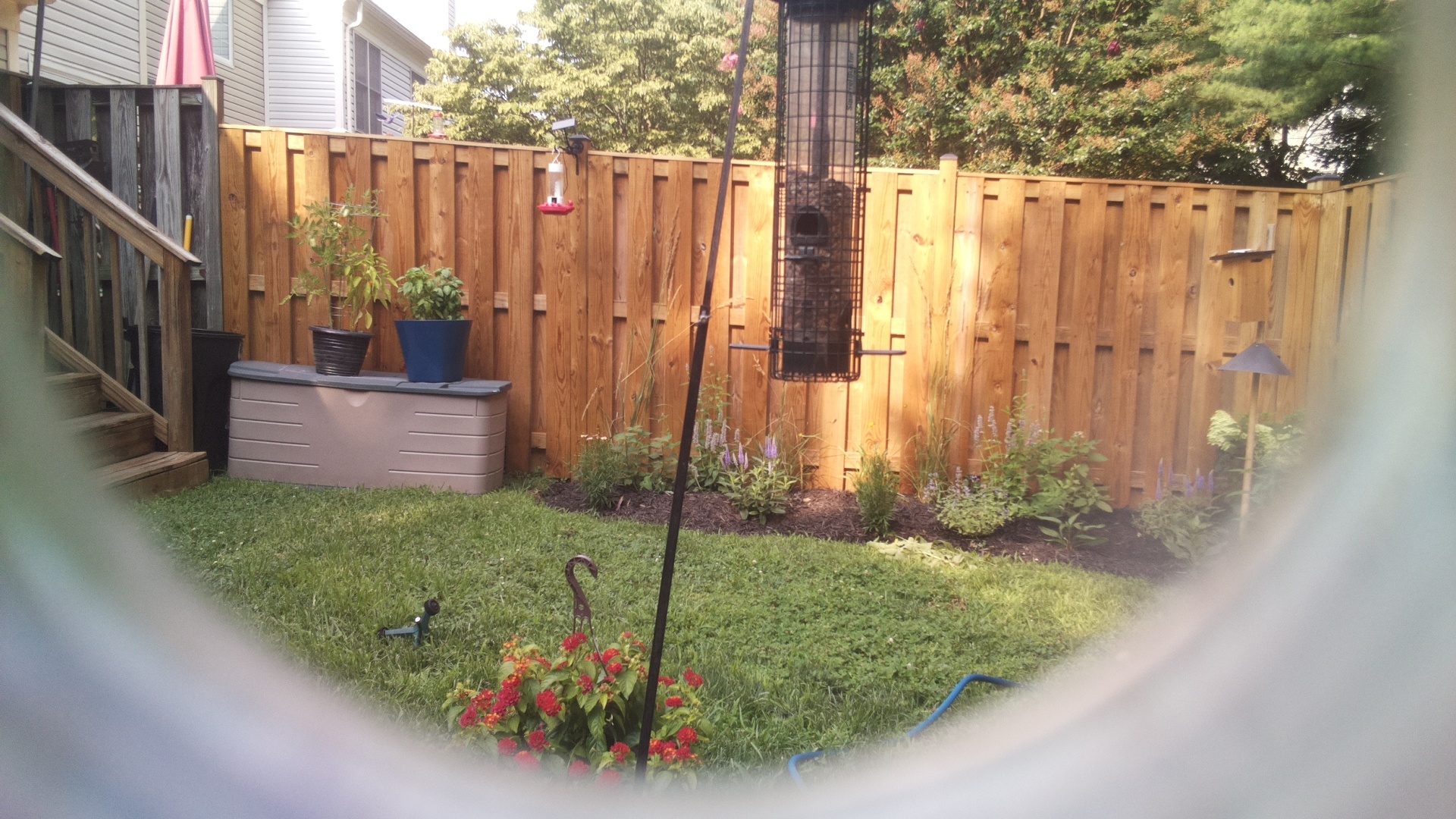Likely Blackbird/Grackle