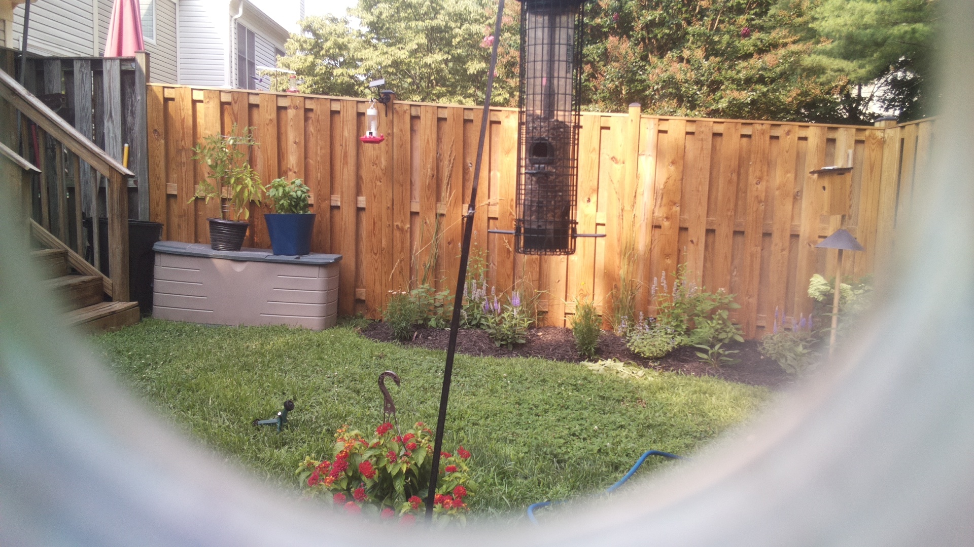 Likely Blackbird/Grackle