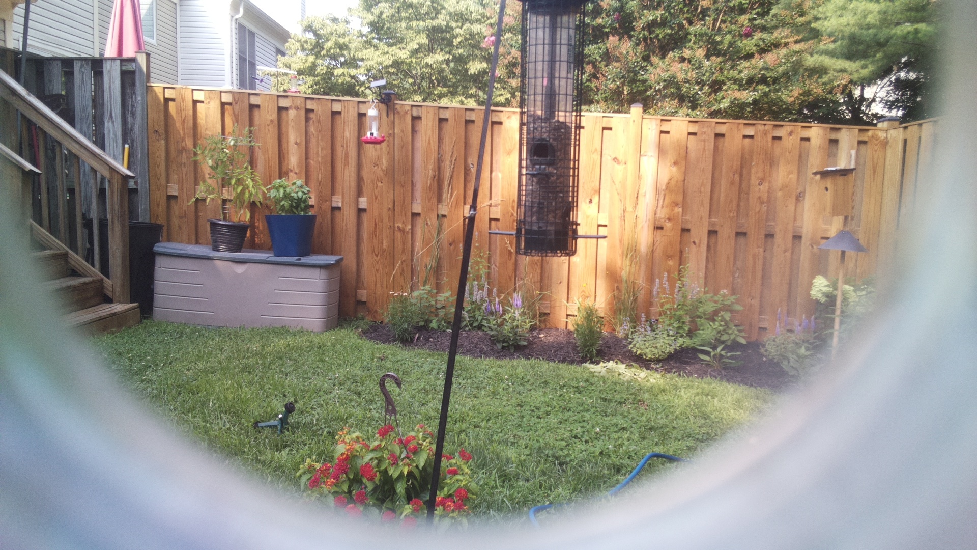 Likely Blackbird/Grackle