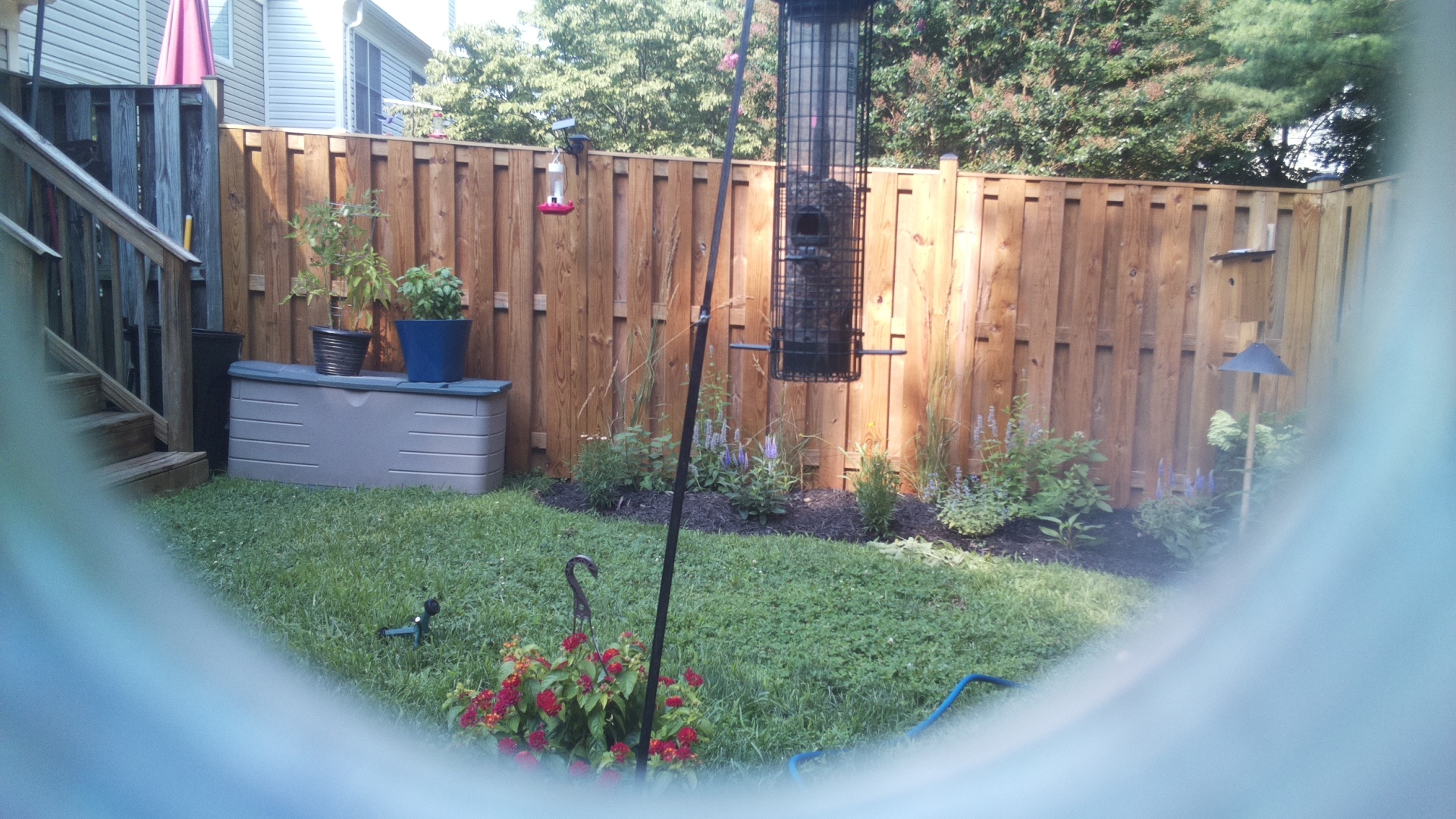 Common Grackle