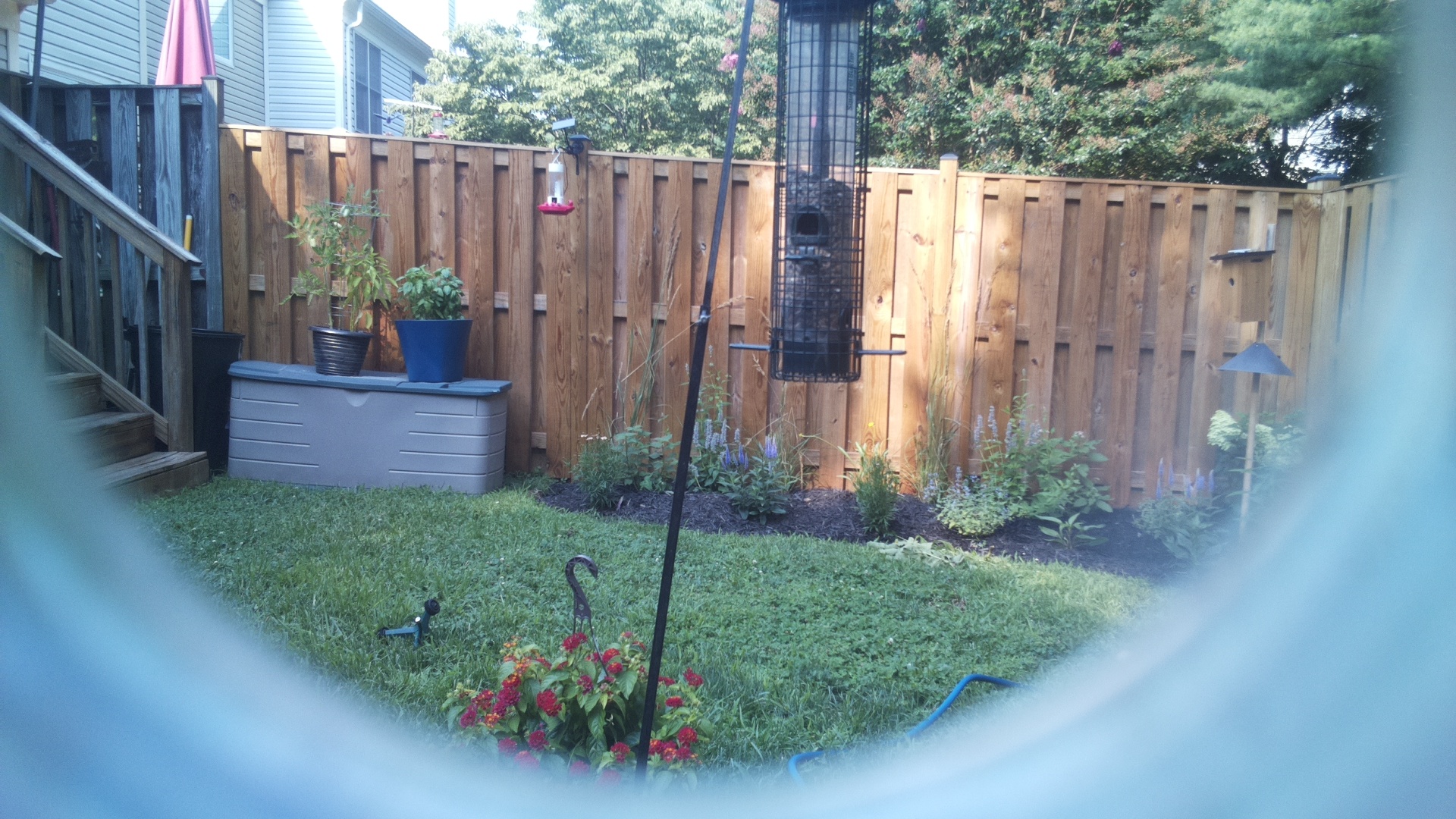 Likely Blackbird/Grackle