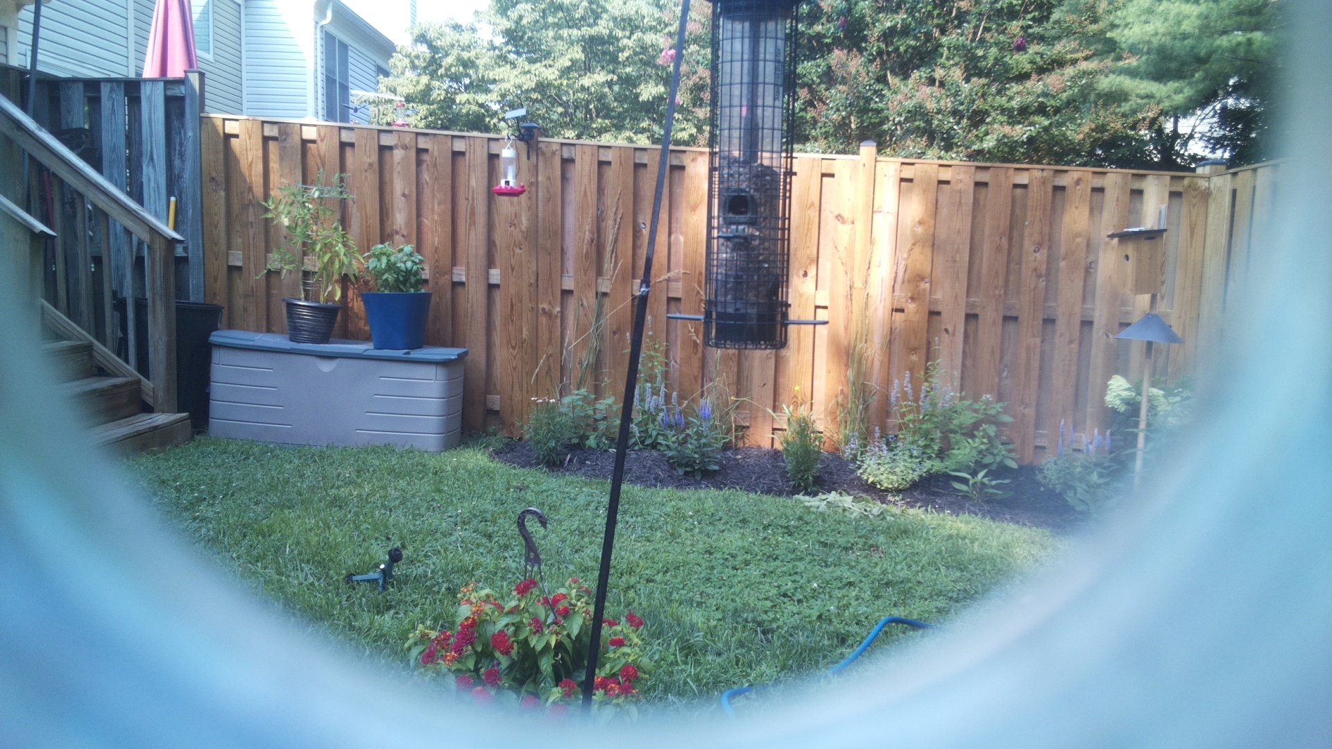Likely Blackbird/Grackle