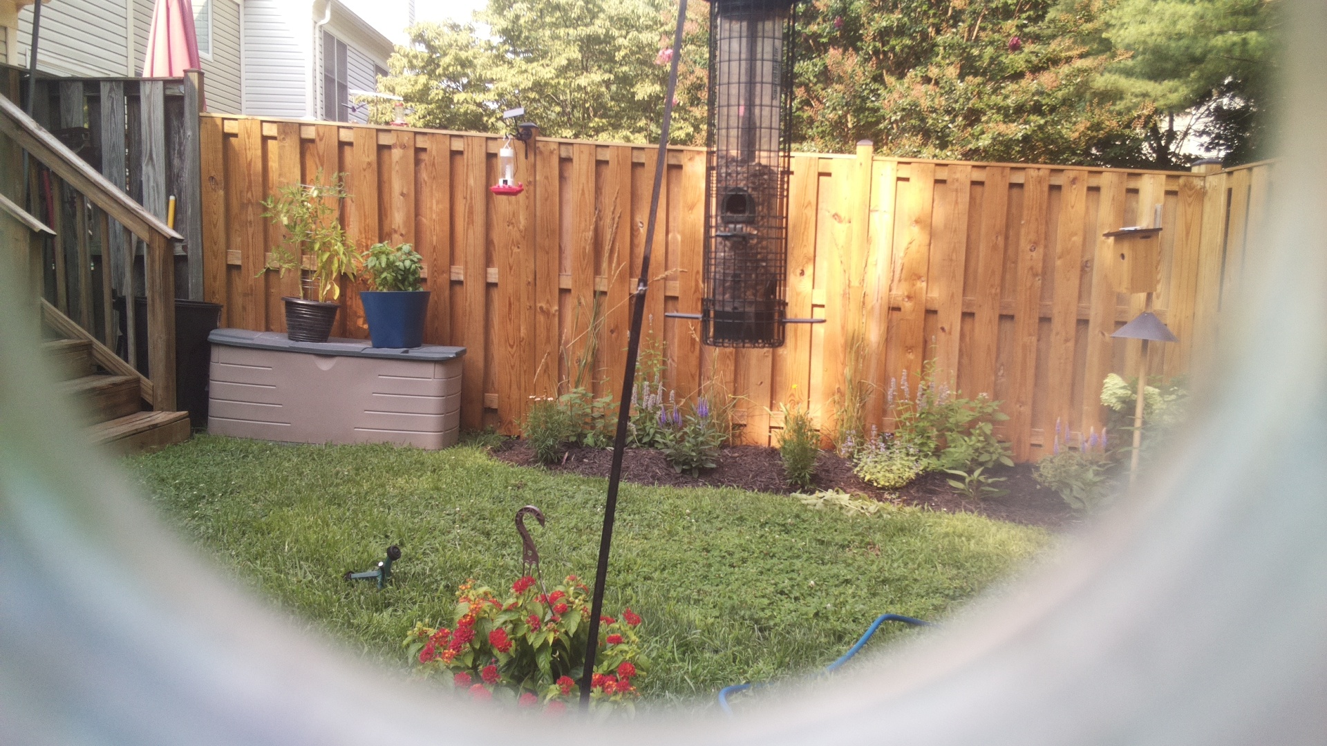 Likely Blackbird/Grackle