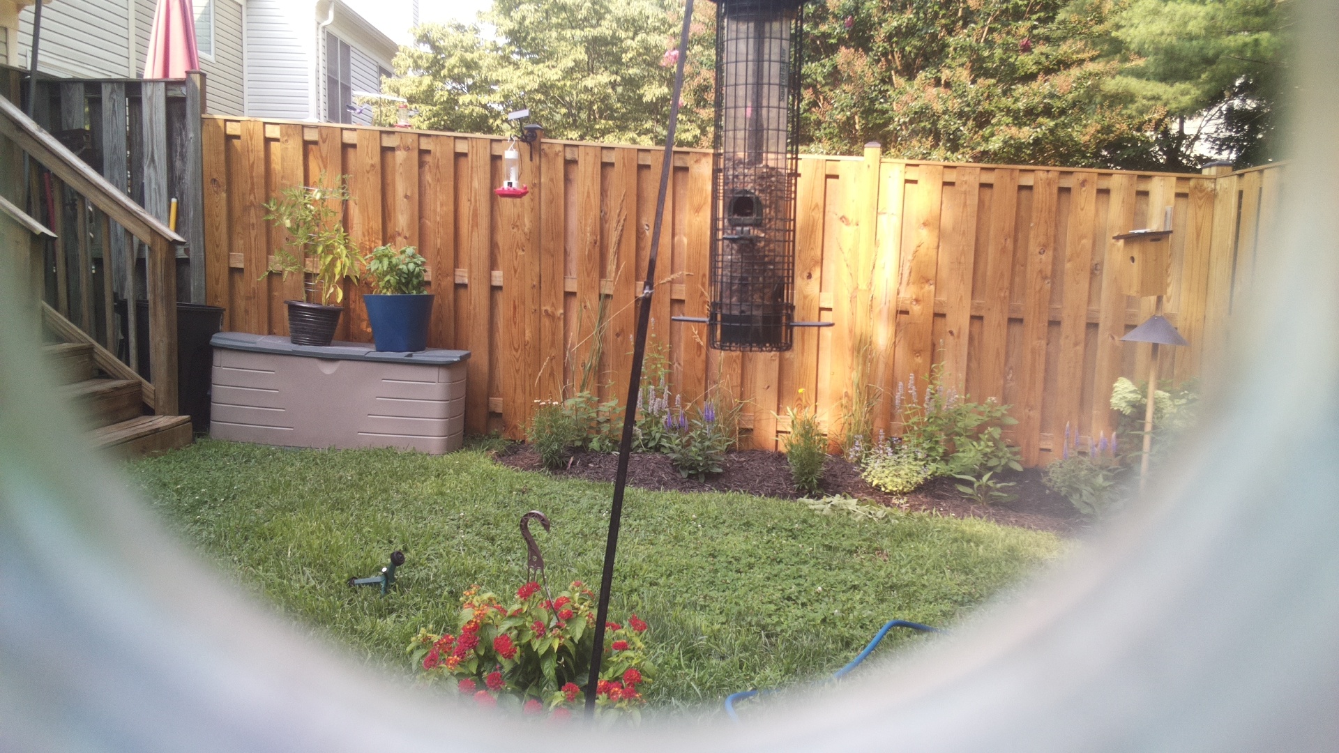 Likely Blackbird/Grackle