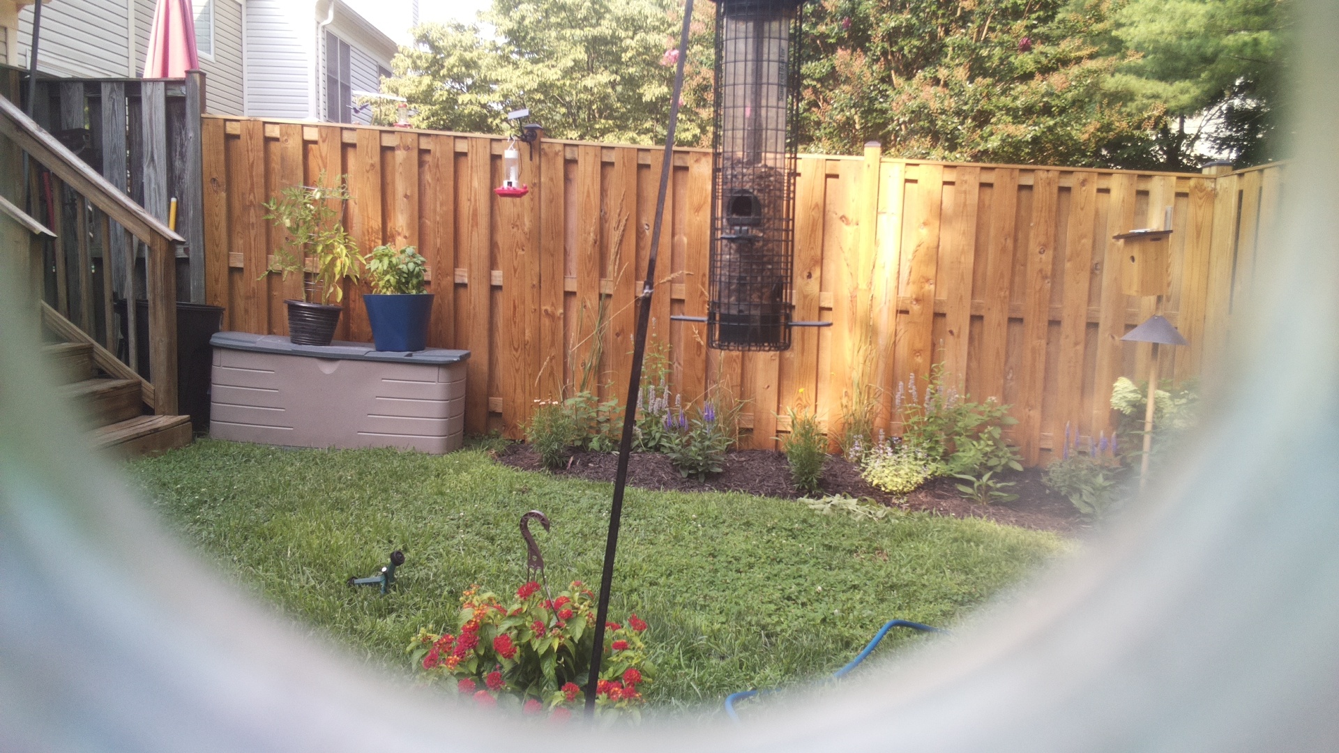 Likely Blackbird/Grackle