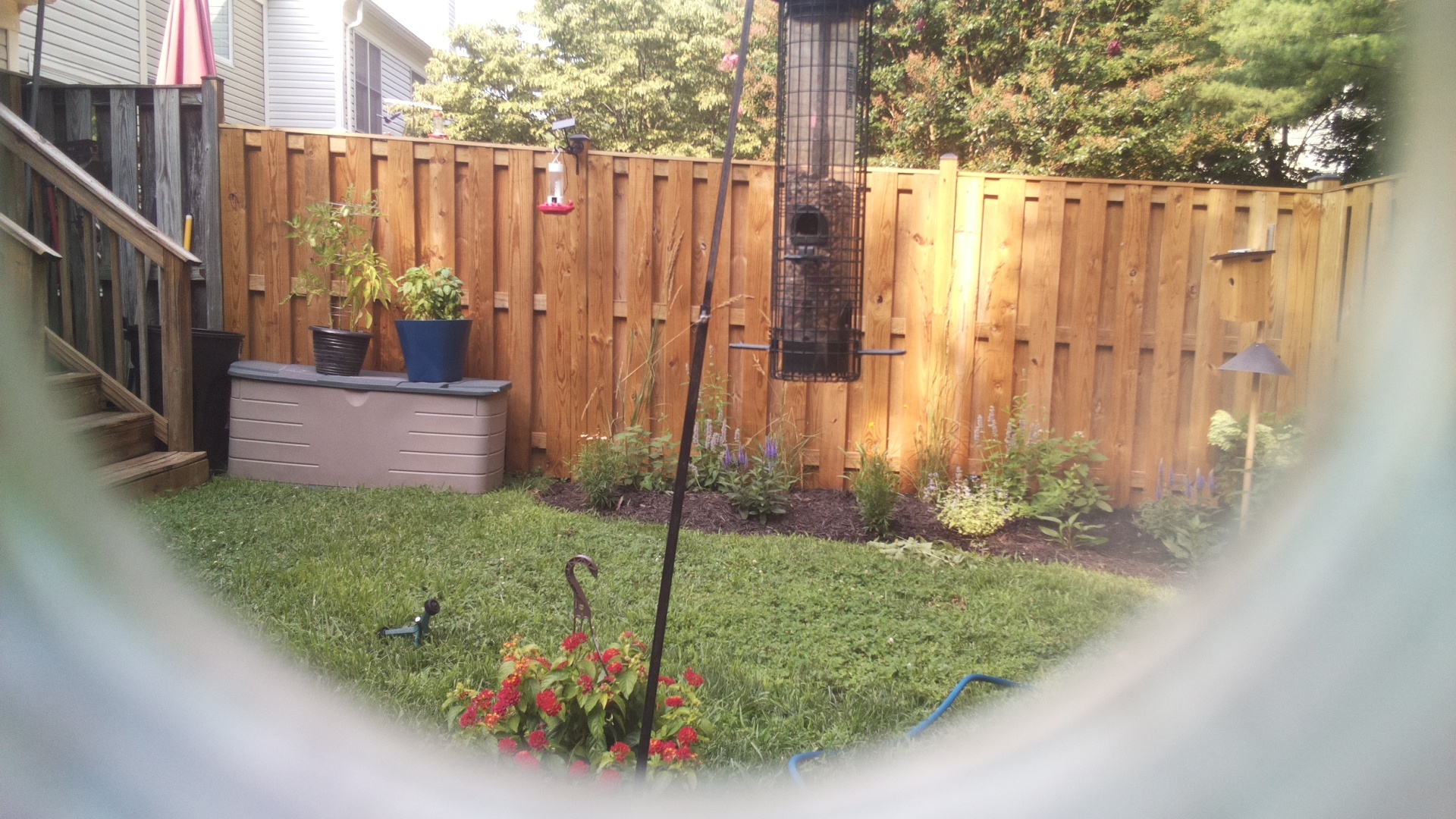 Likely Blackbird/Grackle