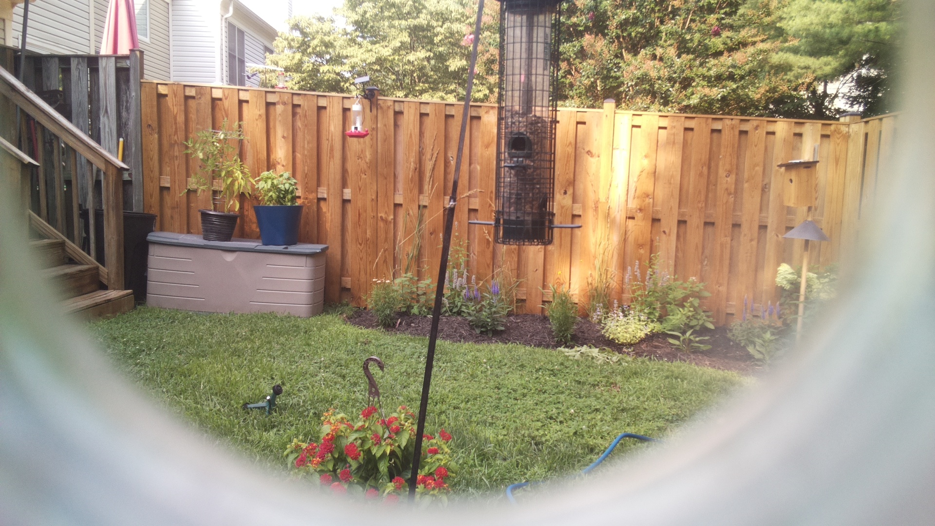 Likely Blackbird/Grackle