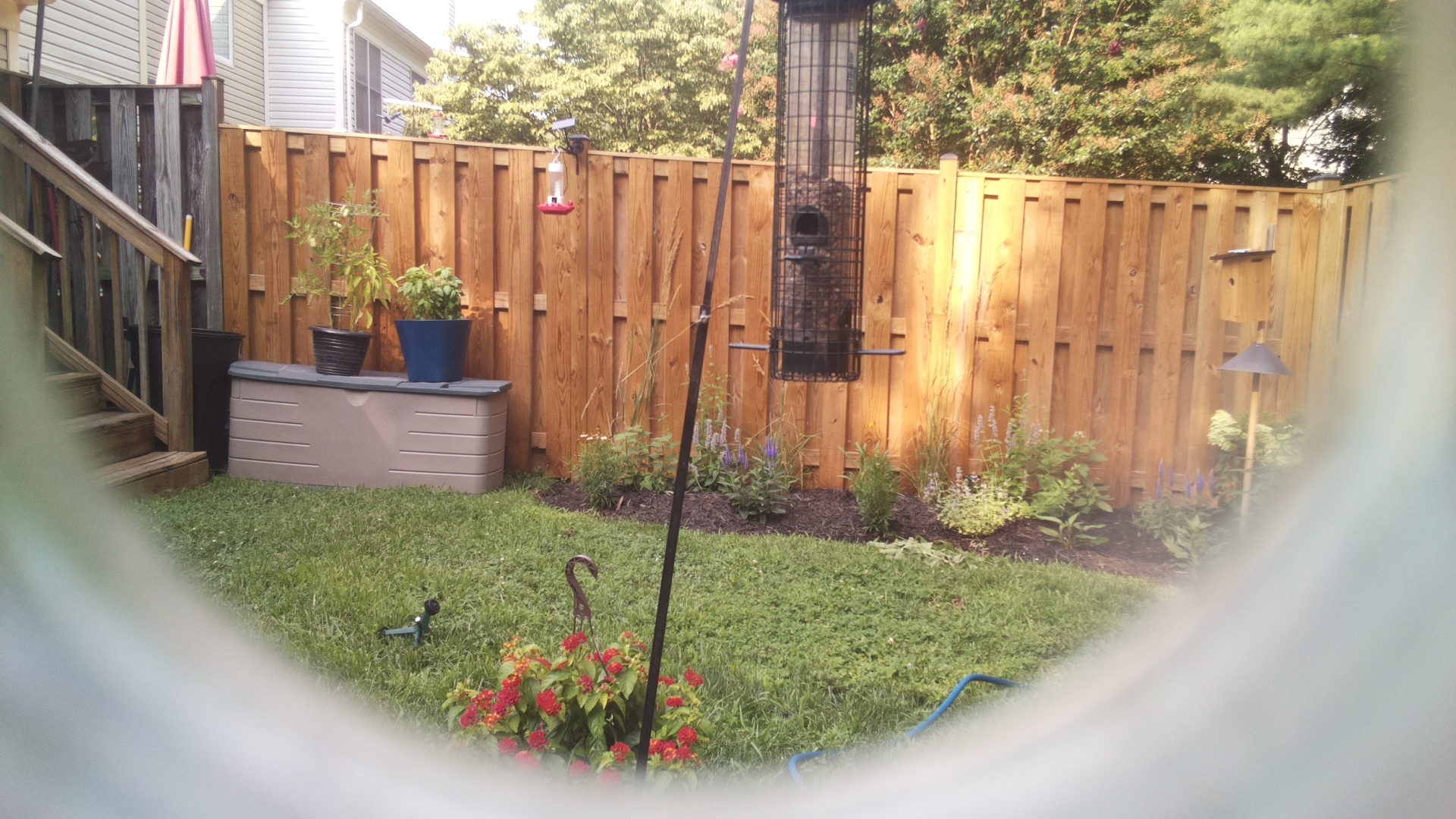 Likely Blackbird/Grackle