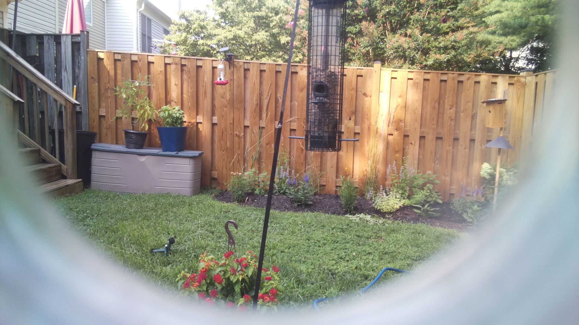 Likely Blackbird/Grackle
