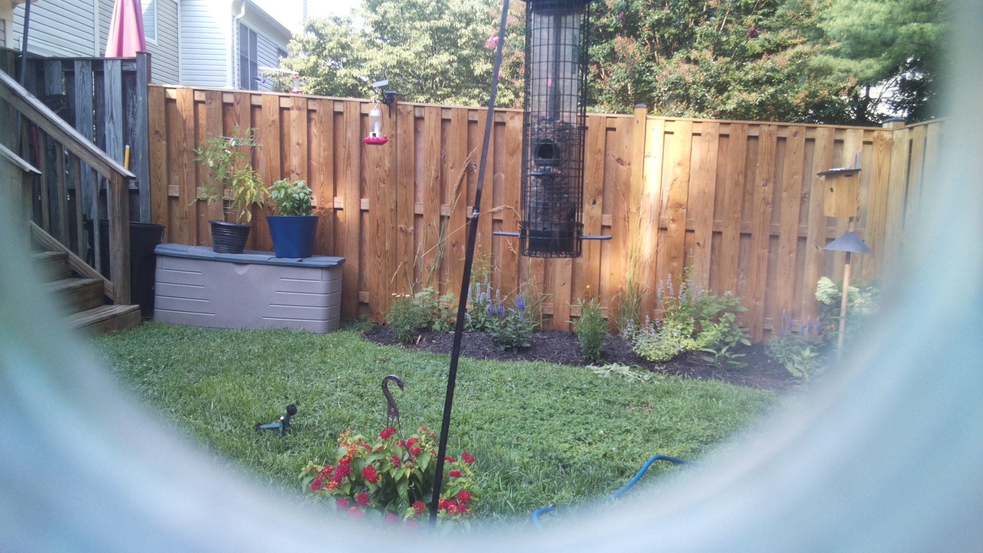 Common Grackle