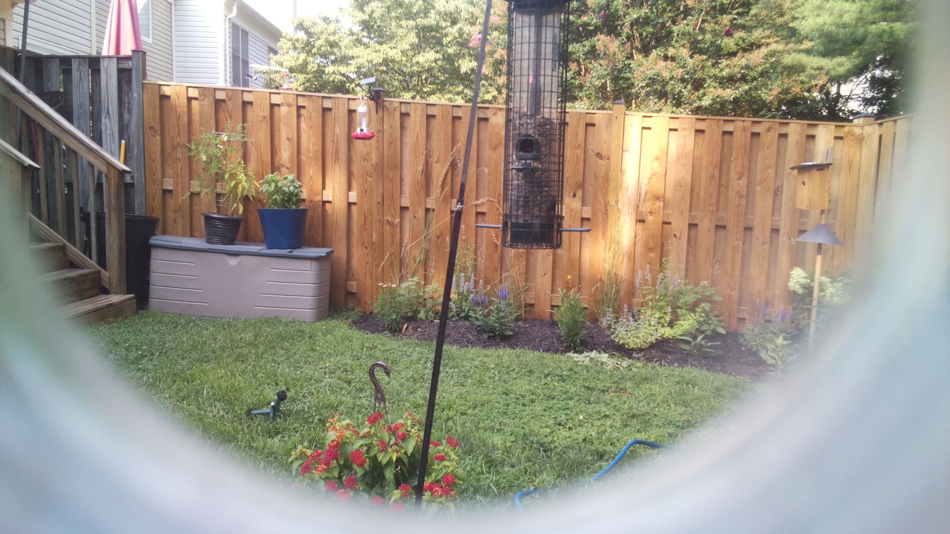 Likely Blackbird/Grackle