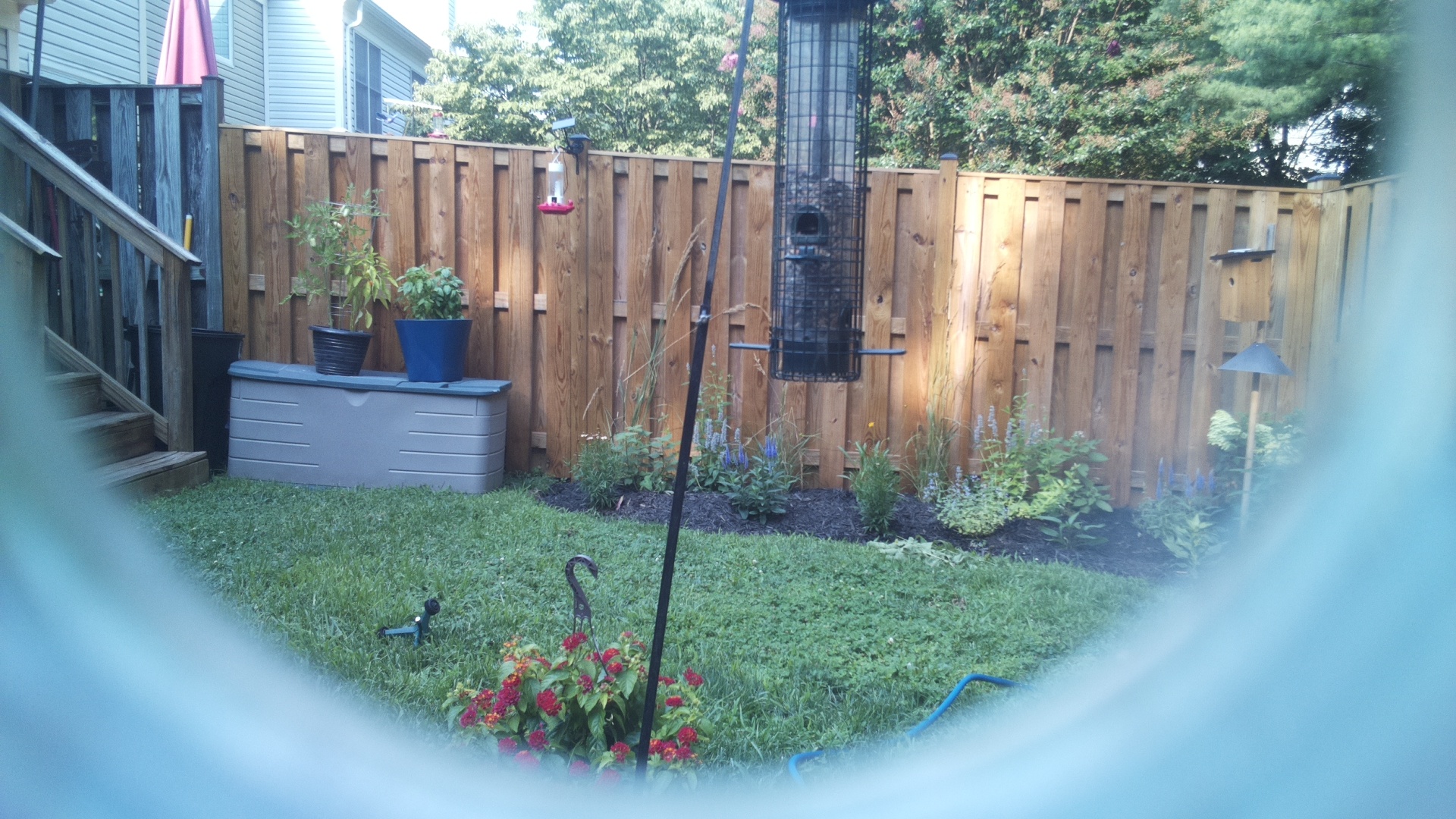 Likely Blackbird/Grackle