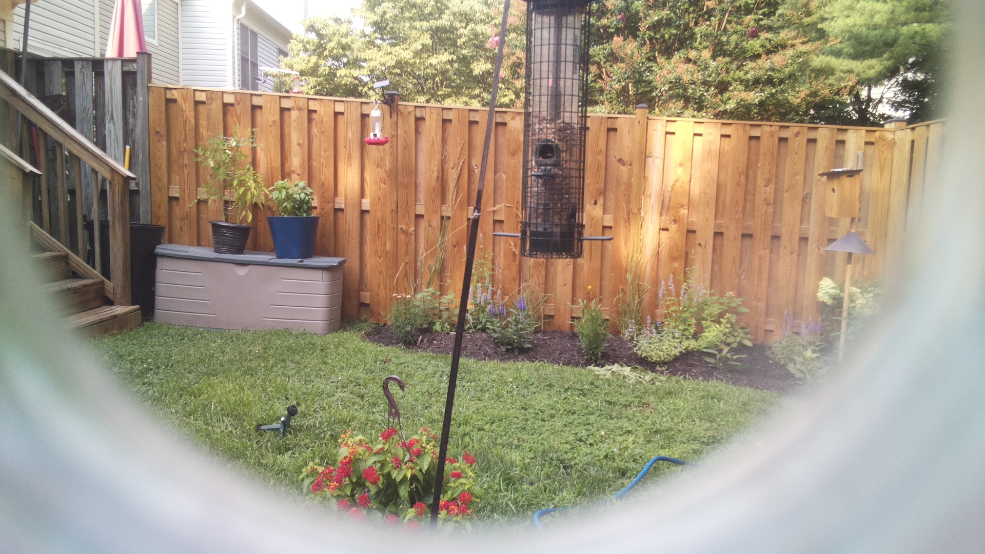 Likely Blackbird/Grackle