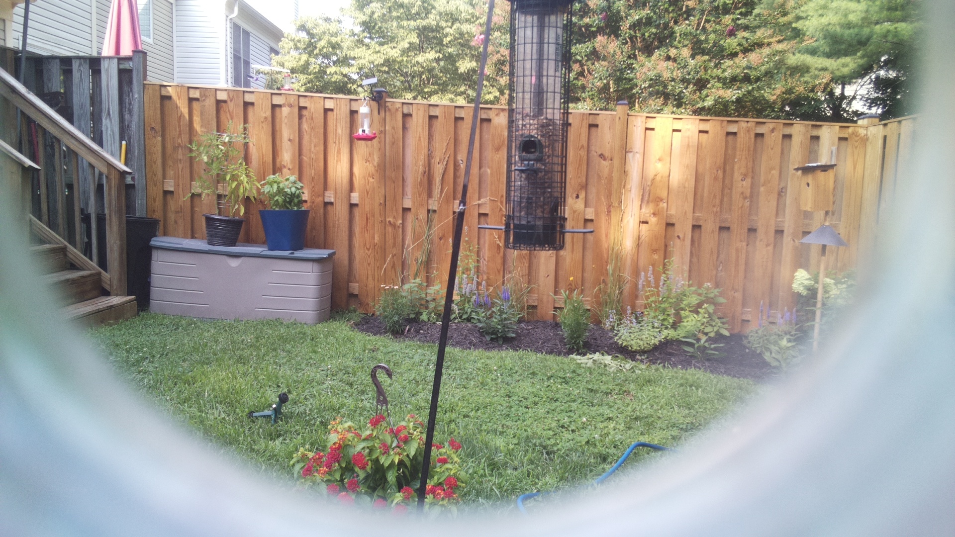 Common Grackle