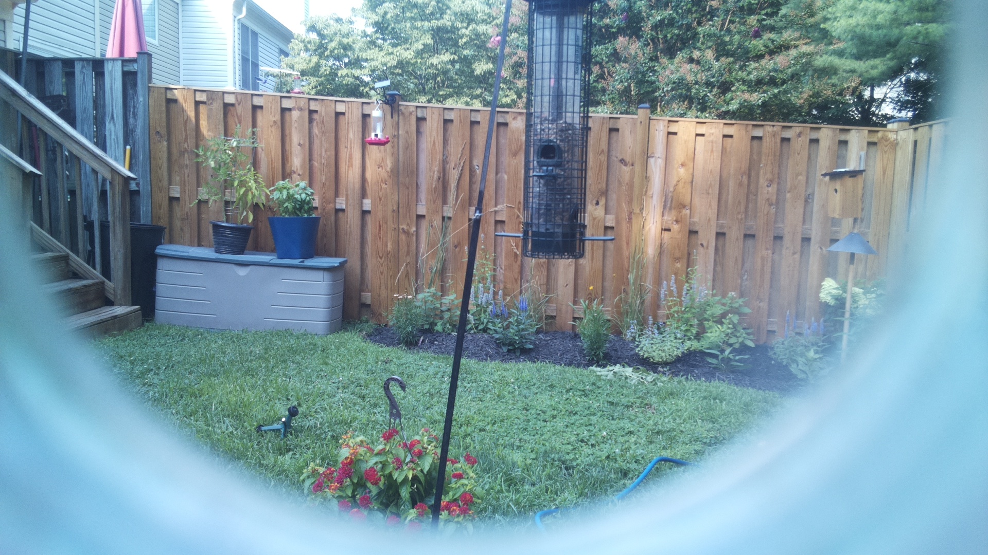 Likely Blackbird/Grackle