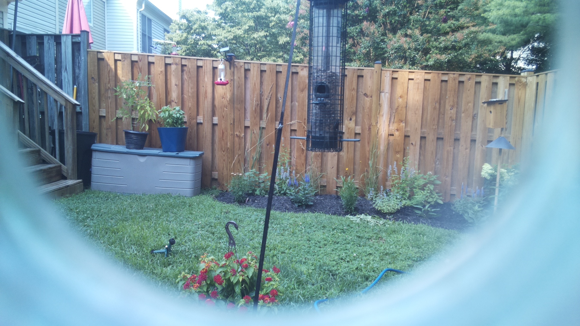 Likely Blackbird/Grackle