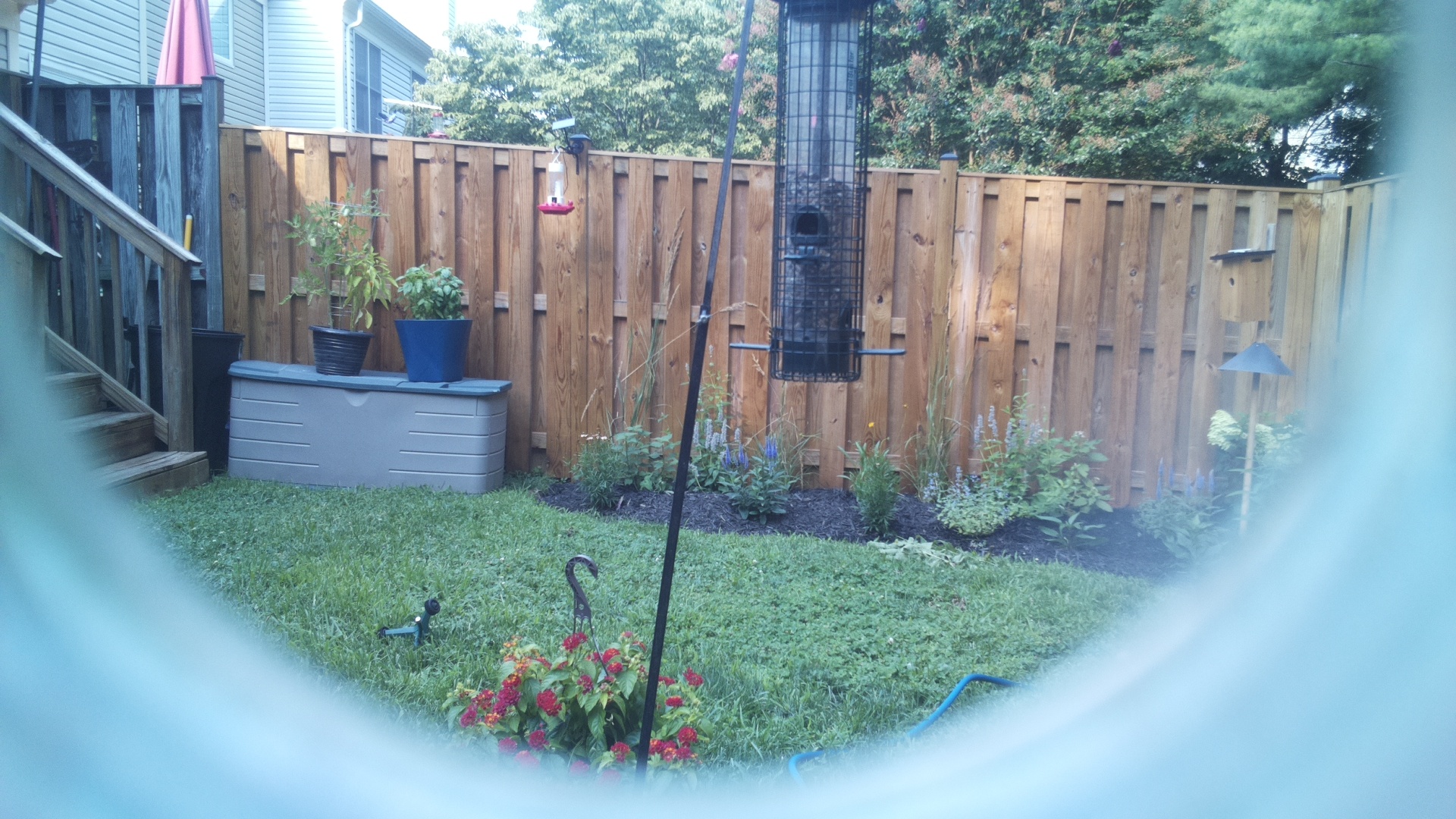 Likely Blackbird/Grackle