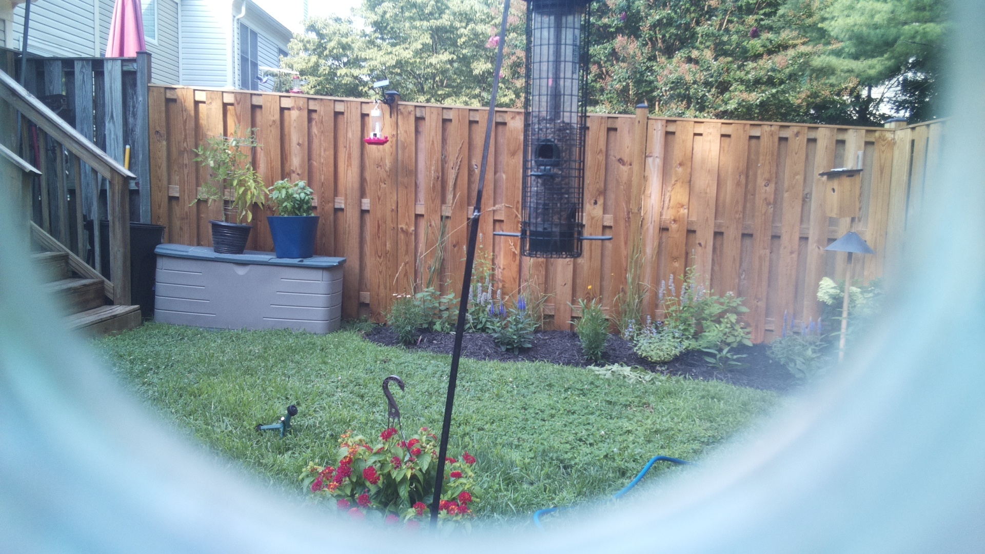 Likely Blackbird/Grackle