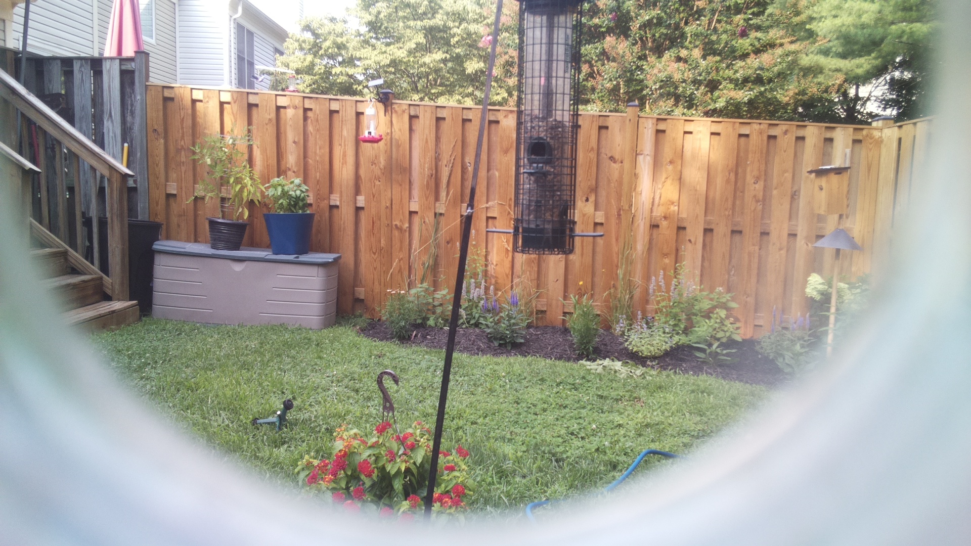 Common Grackle