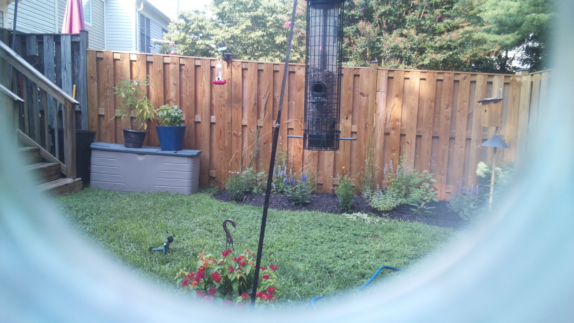 Common Grackle