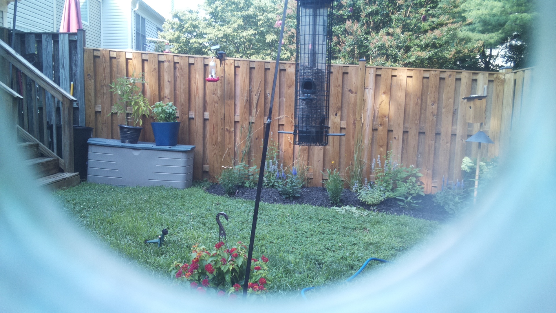 Common Grackle