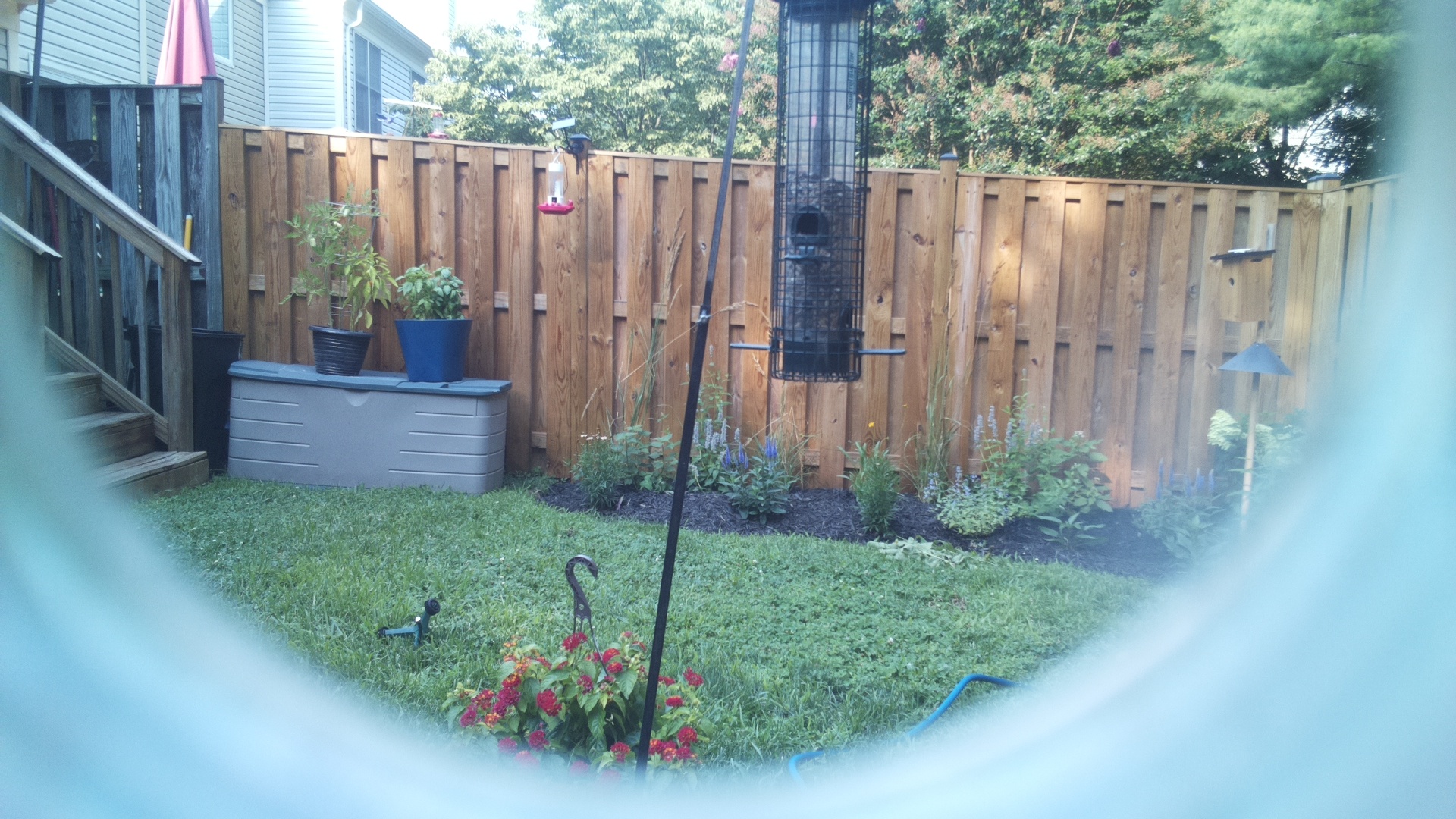 Likely Blackbird/Grackle