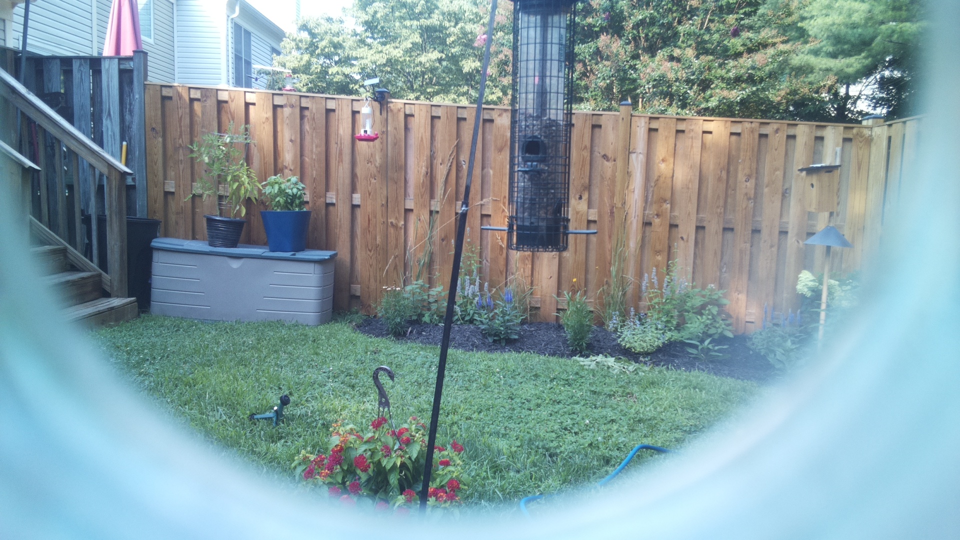 Common Grackle