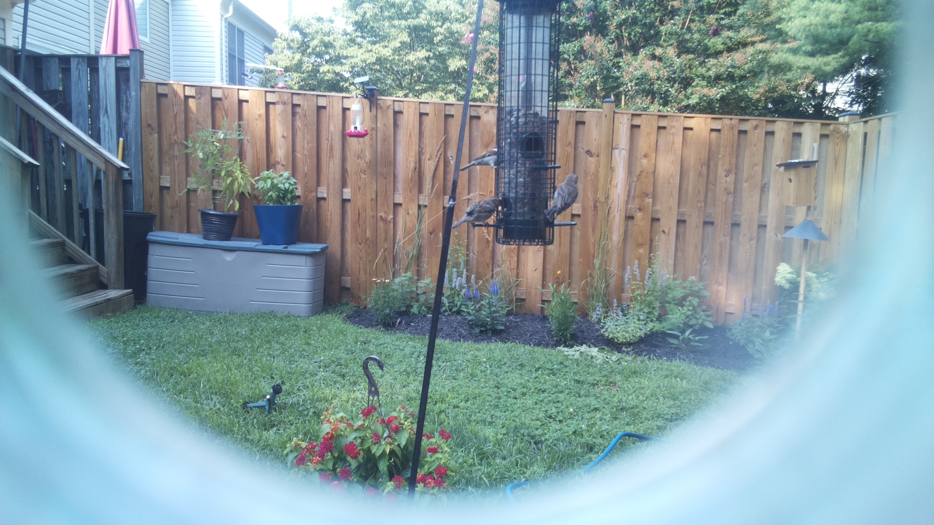 Common Grackle