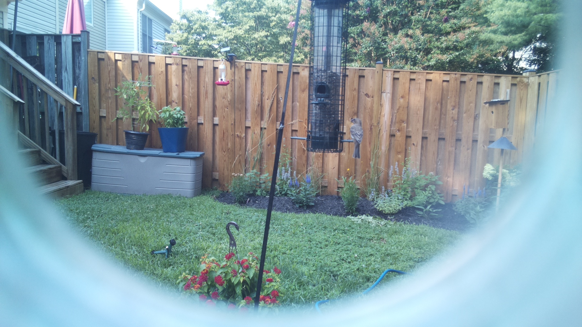 Common Grackle