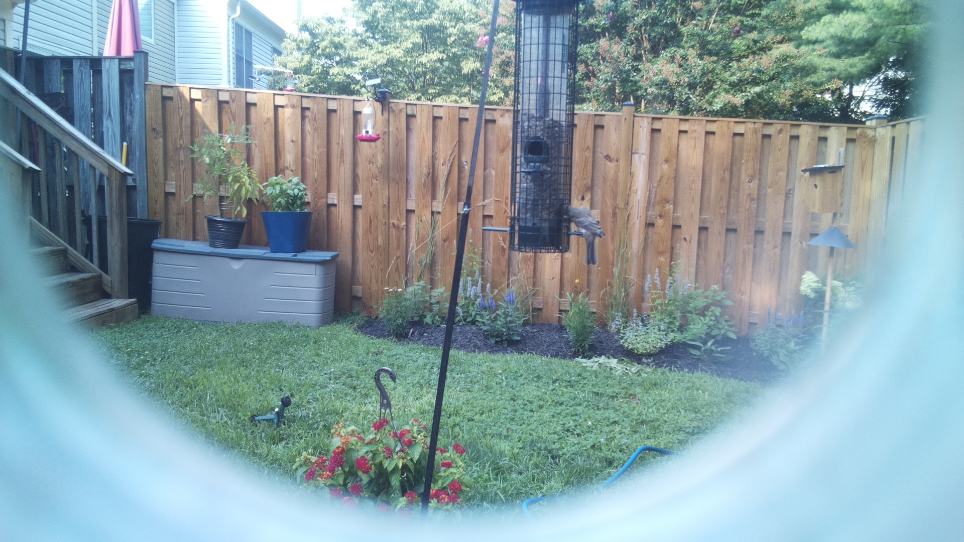 Likely Blackbird/Grackle