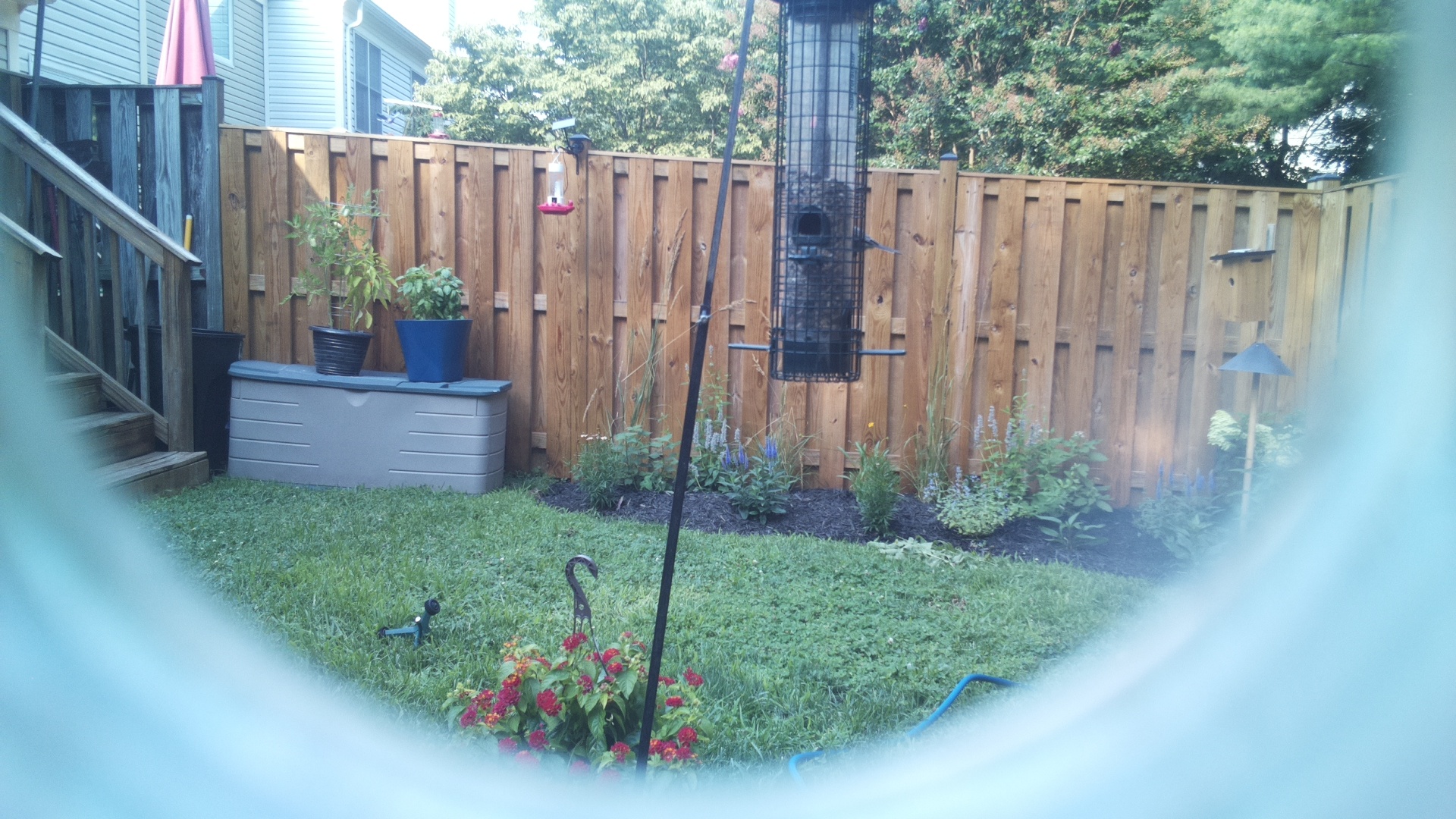 Likely Blackbird/Grackle
